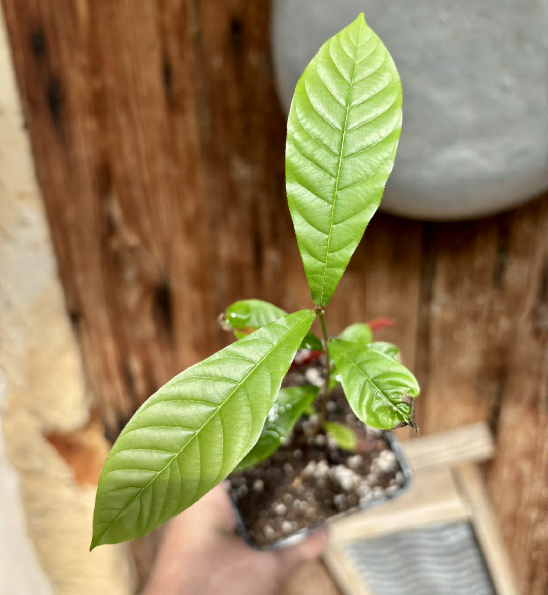 Pradosia sp Rondonia - 1 potted seedling / 1 getopfter Sämling