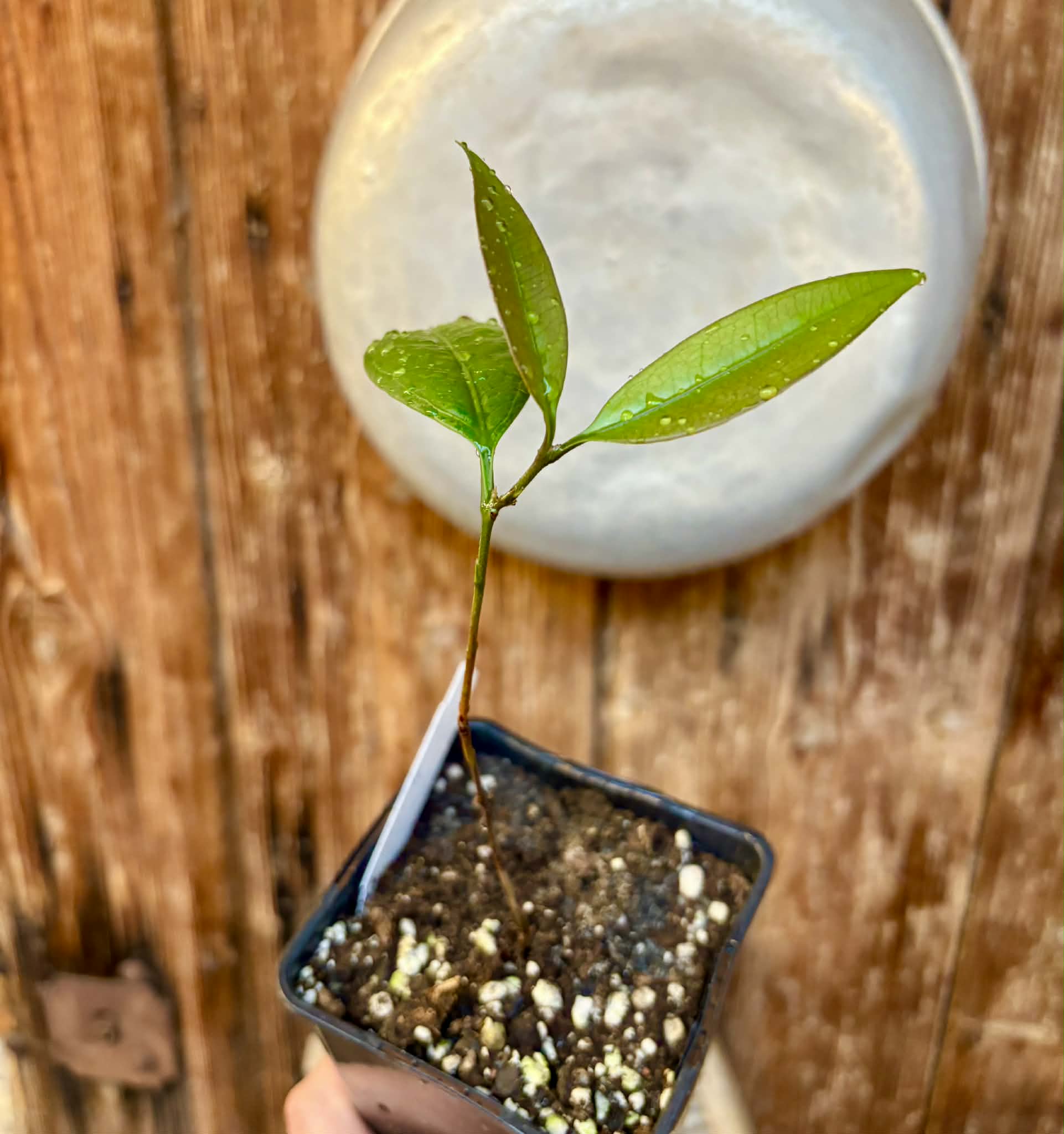 Eugenia sp Abacate -  1 potted seedling / 1 getopfter Sämling