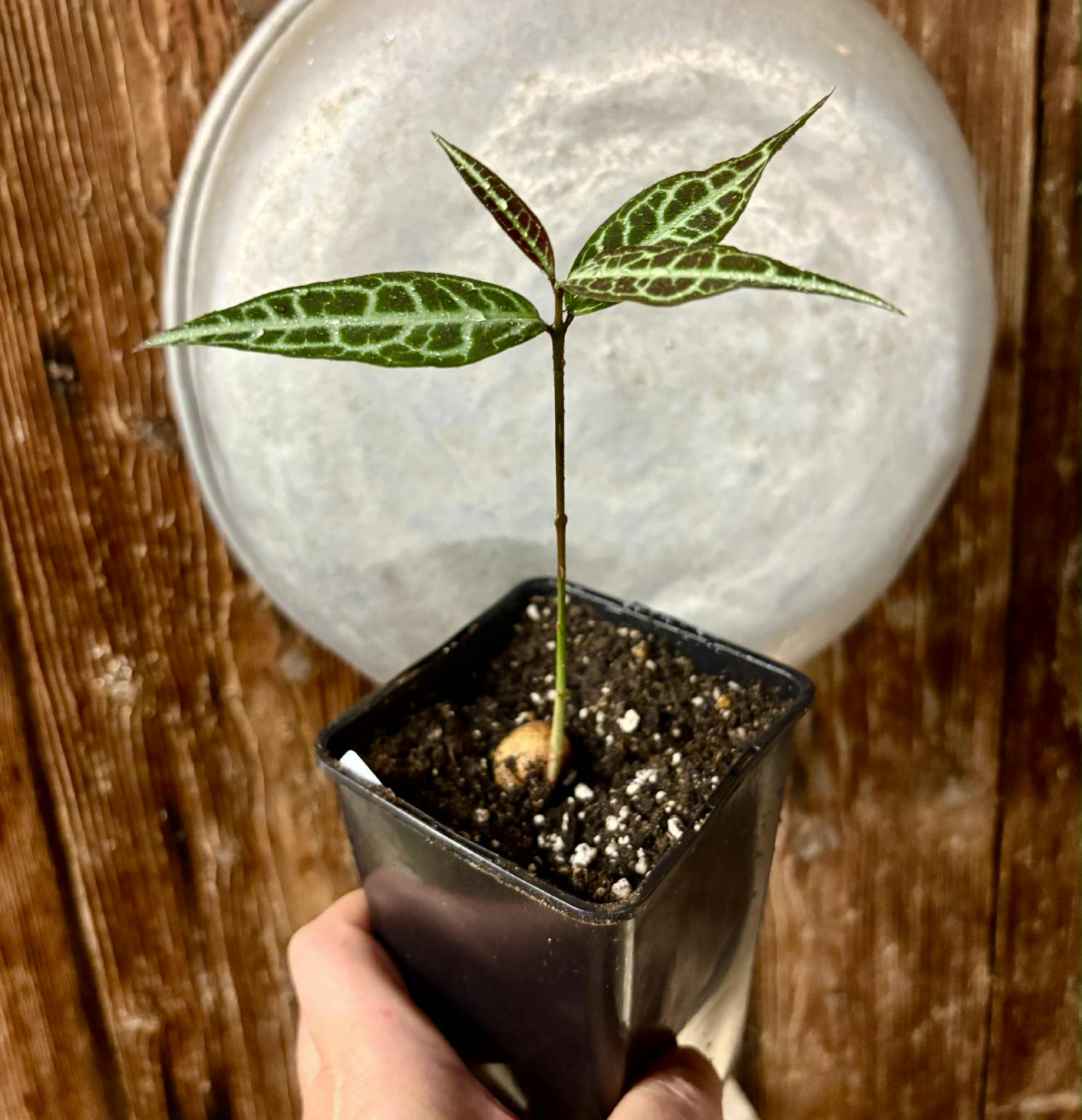 Eugenia sp Labisia -  1 potted seedling / 1 getopfter Sämling
