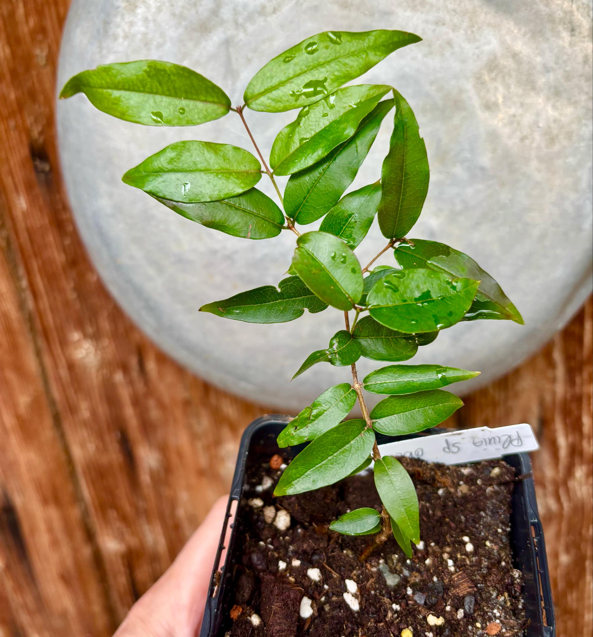 Plinia sp Obera - 1 potted plant / 1 getopfte Pflanze