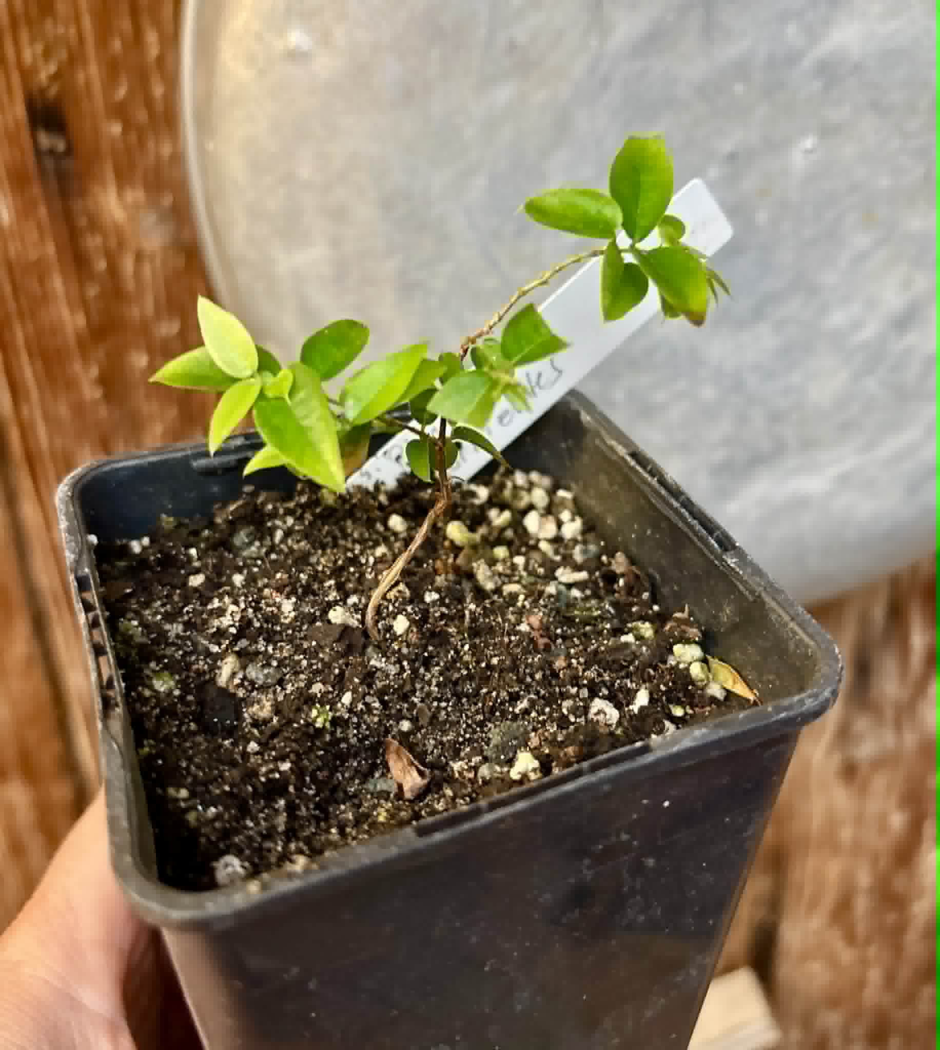last plant - Plinia sp. Corrientes Argentina -  1 potted seedling / 1 getopfter Sämling