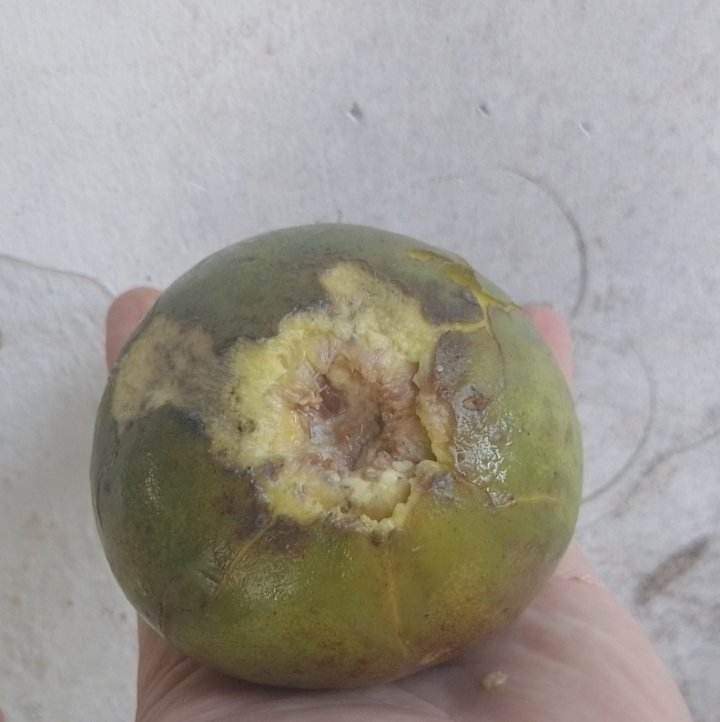 Pouteria aff. macrocarpa - 1 fresh seed / 1 frischer Samen