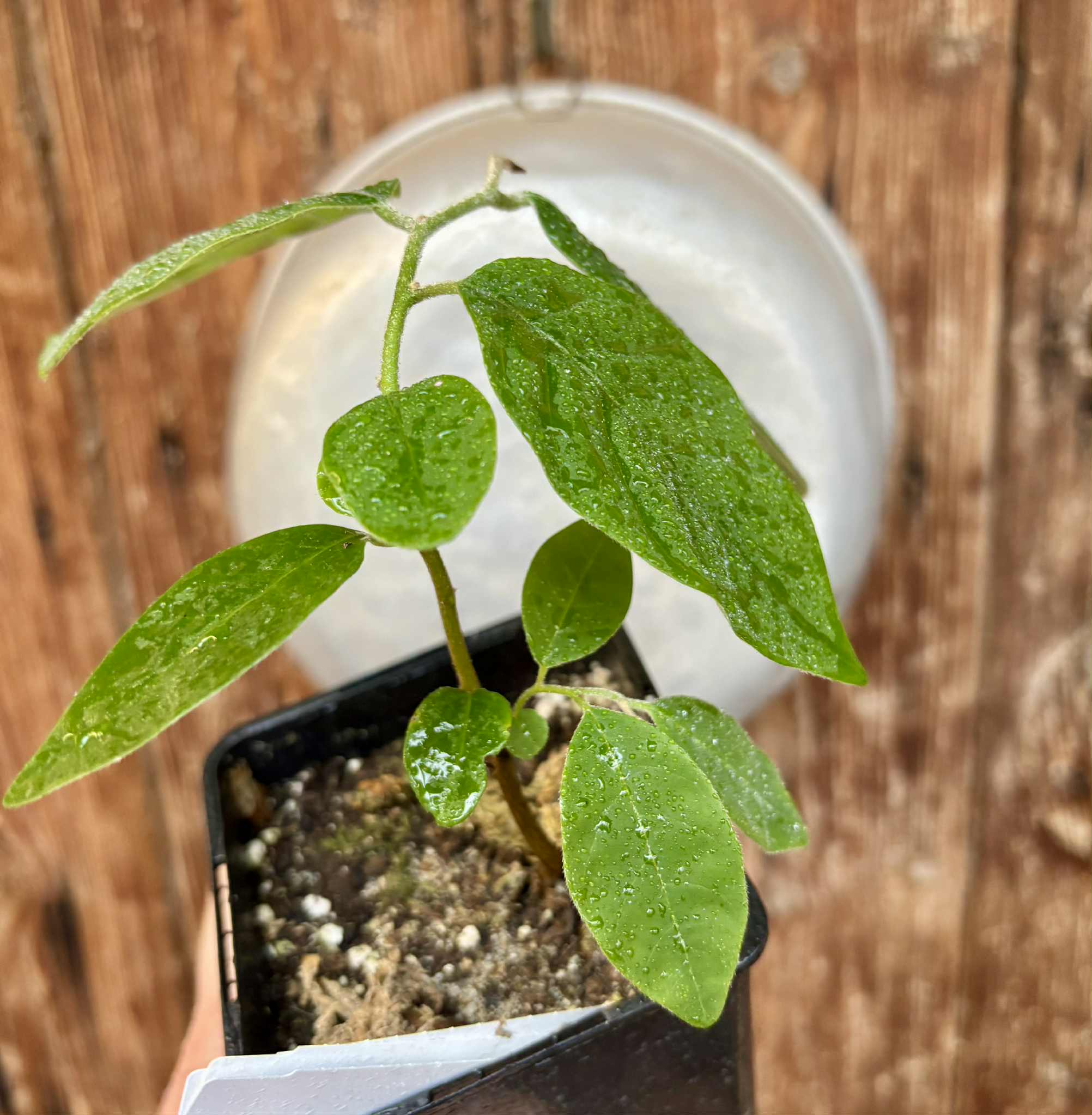 Annona sylvatica - 1 potted plant / 1 getopfte Pflanze