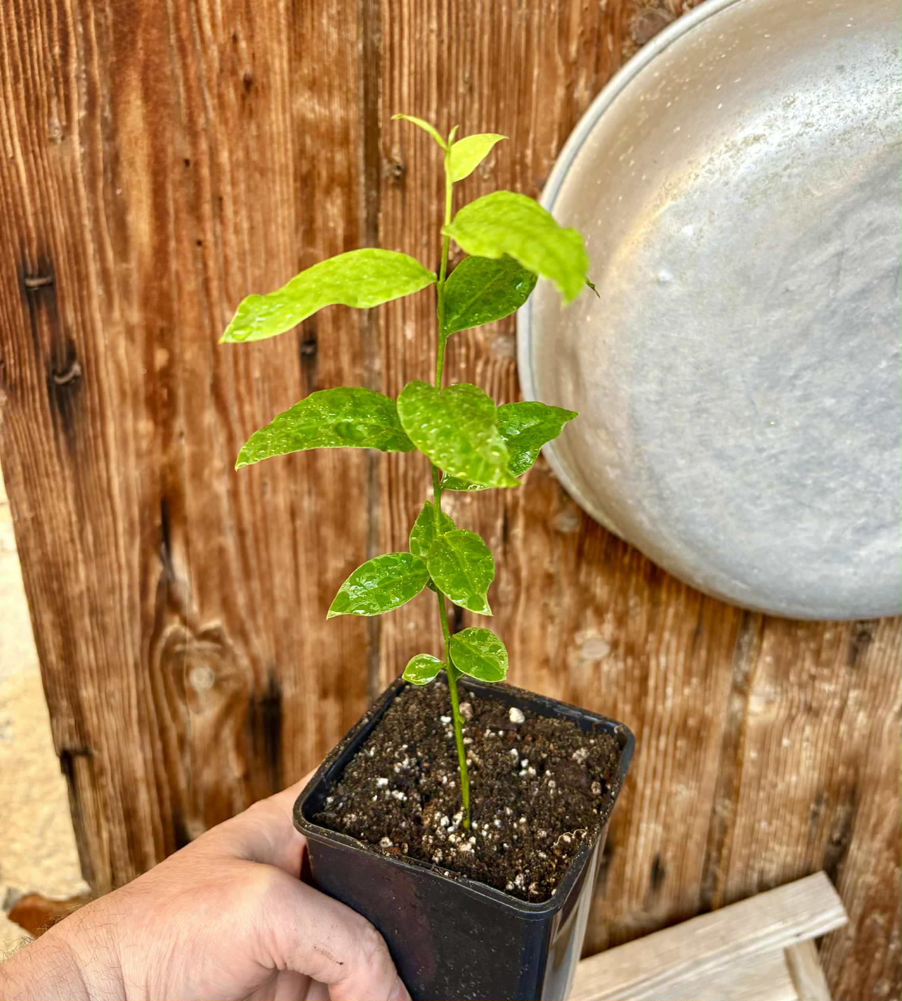Ximenia americana - Ameixa da Caatinga - 1 potted seedling / 1 getopfter Sämling
