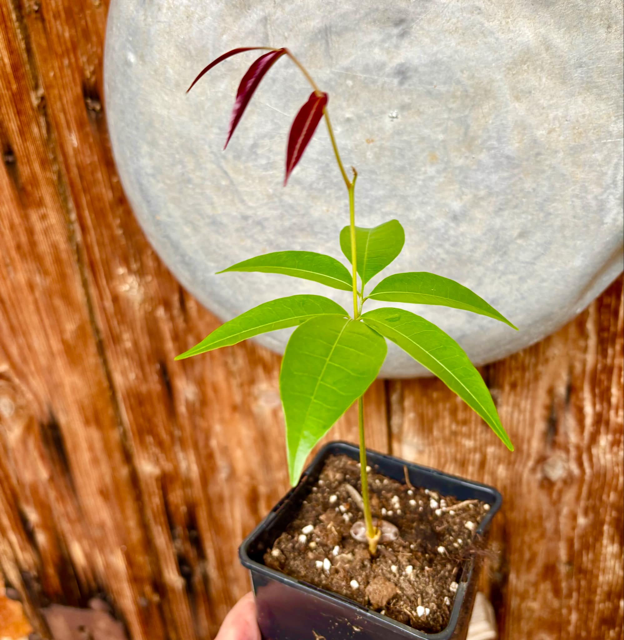 Talisia cerasina - 1 potted seedling / 1 getopfter Sämling