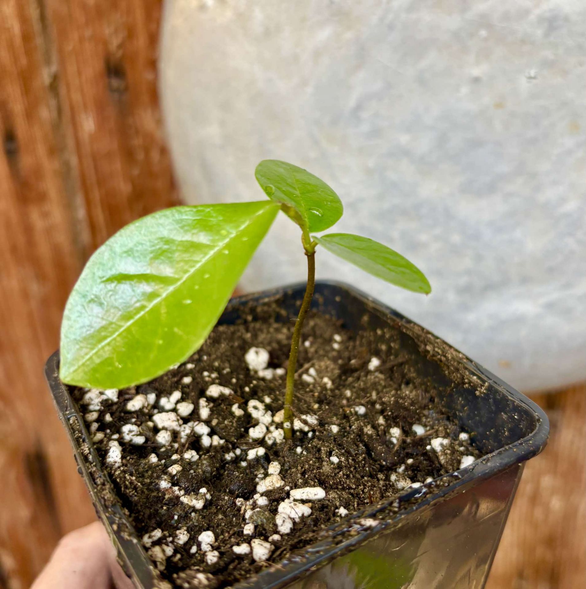 Annona aff excellens - 1 potted seedling / 1 getopfter Sämling