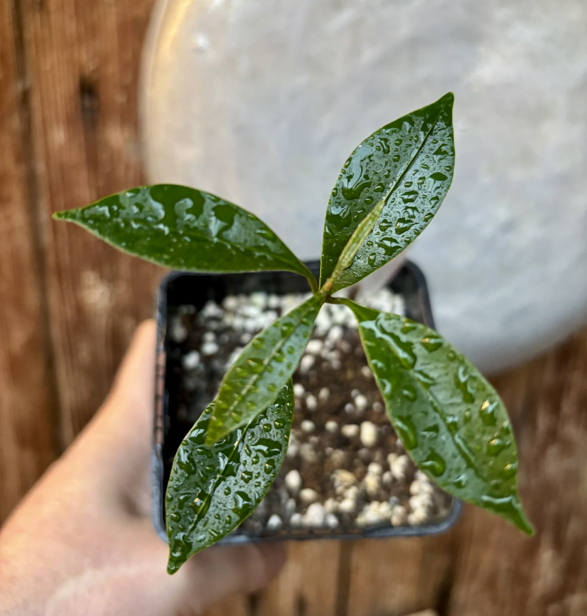 Pouteria aff egregia  -  1 potted seedling / 1 getopfter Sämling