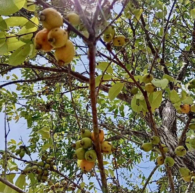 Eugenia sp amarela de Rondonia - 1 fresh seed / 1 frischer Samen