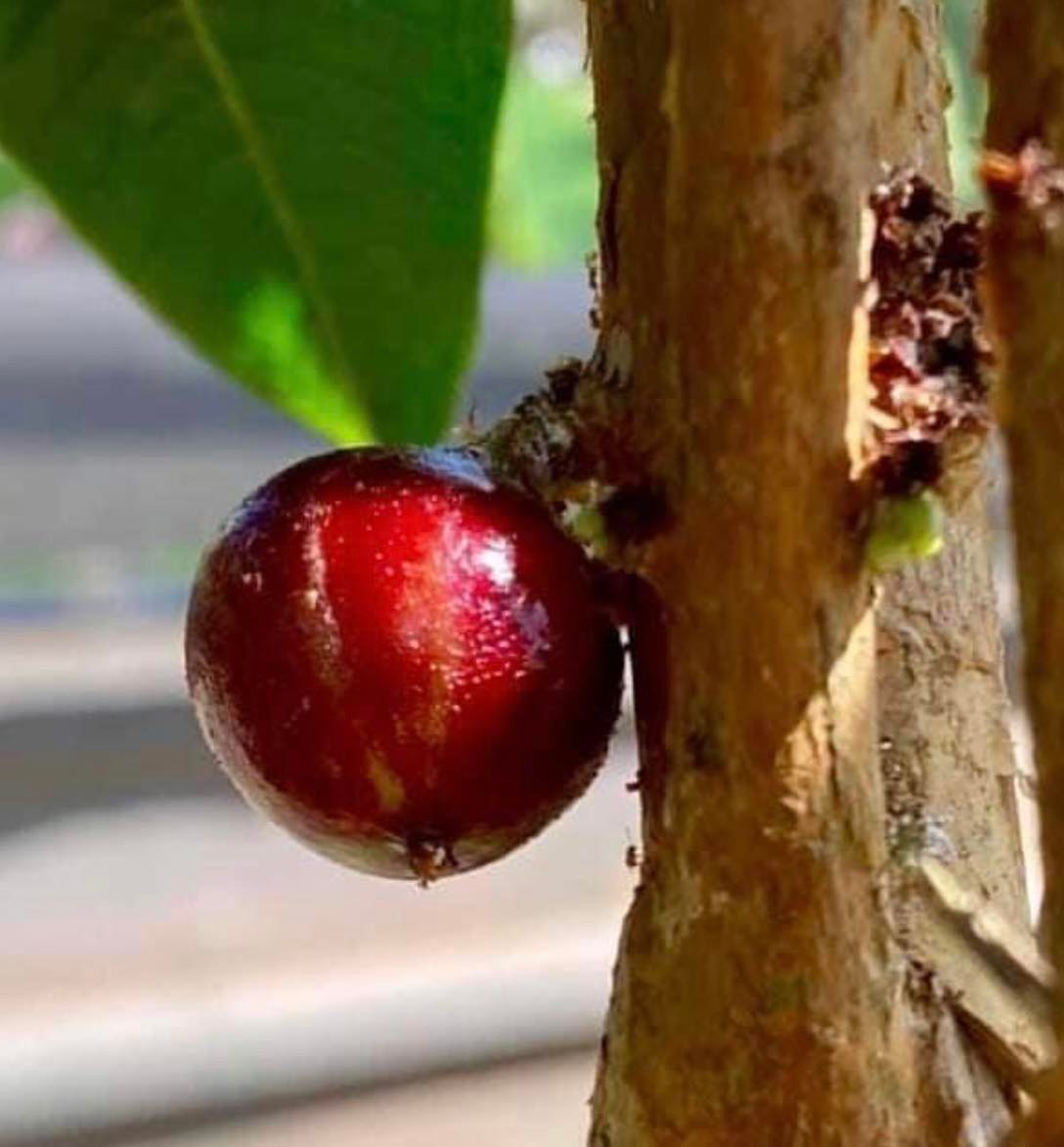 ready for fruits - Jaboticaba Escarlate / Scarlet  (Plinia aureana x Red Hybrid) - 1 potted plant / 1 getopfte Pflanze