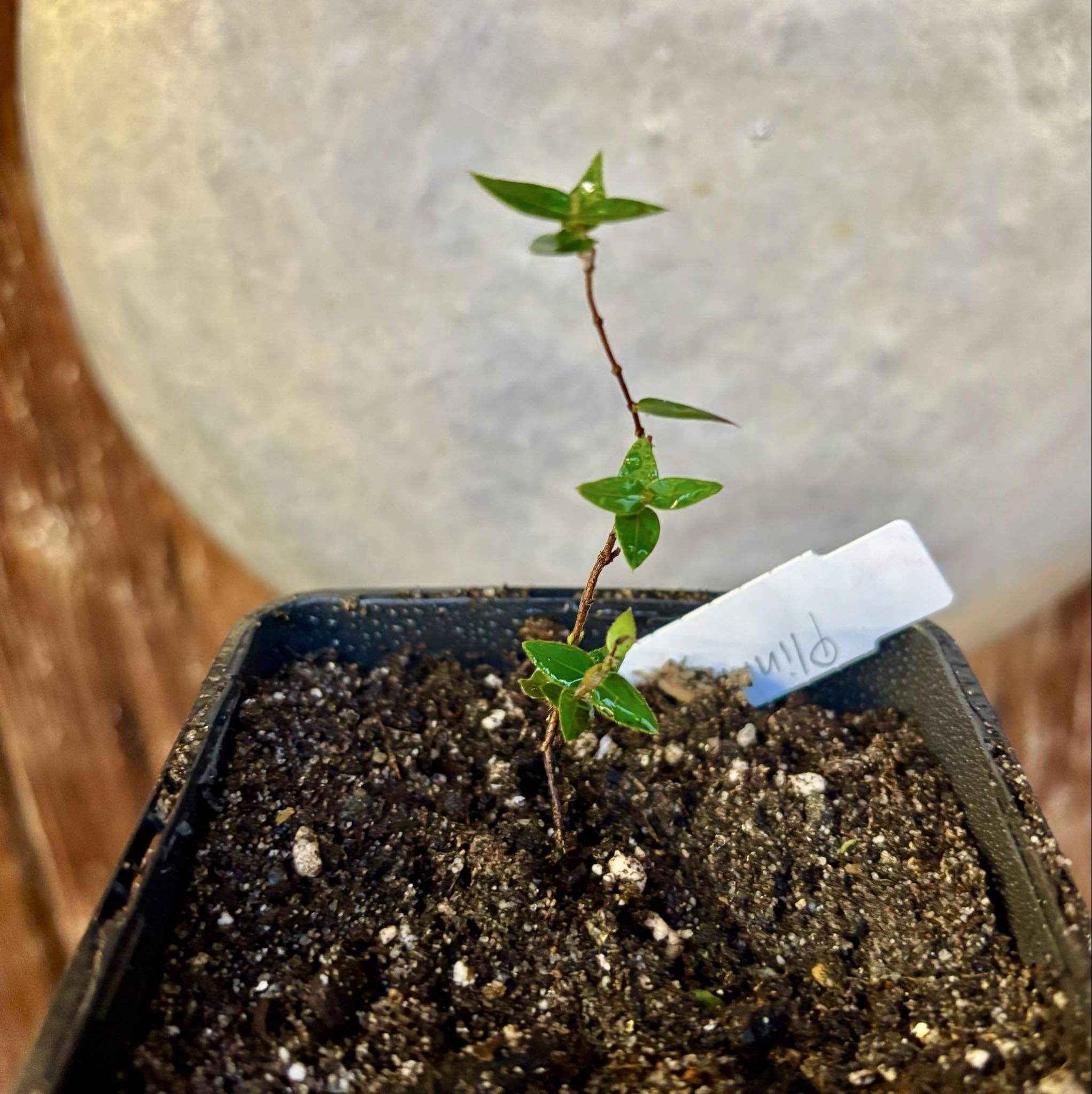 Plinia nana - 1 small potted plant / 1 kleine, getopfte Pflanze