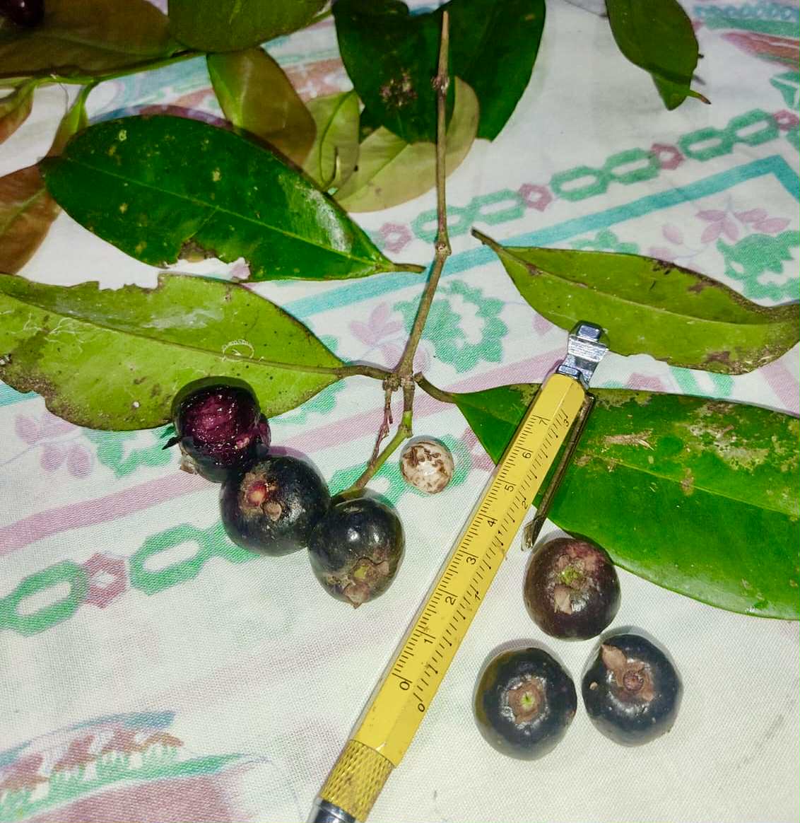 Eugenia sp Ametista - 1 fresh seed / 1 frischer Samen