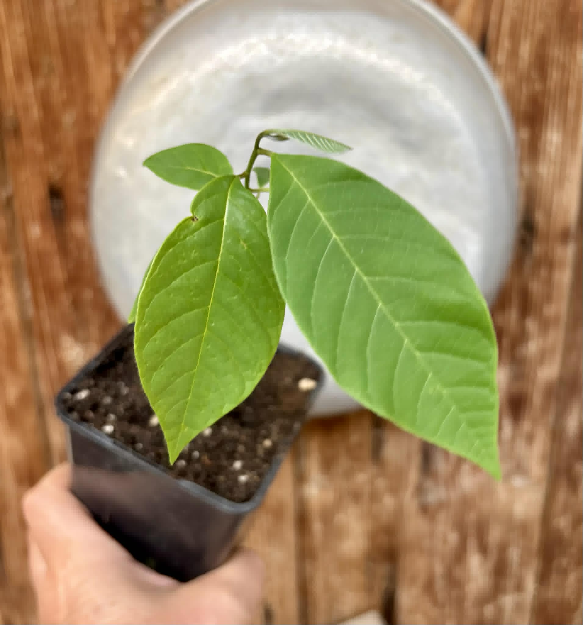 Annona reticulata var Ruby Heart- 1 potted seedling / 1 getopfter Sämling