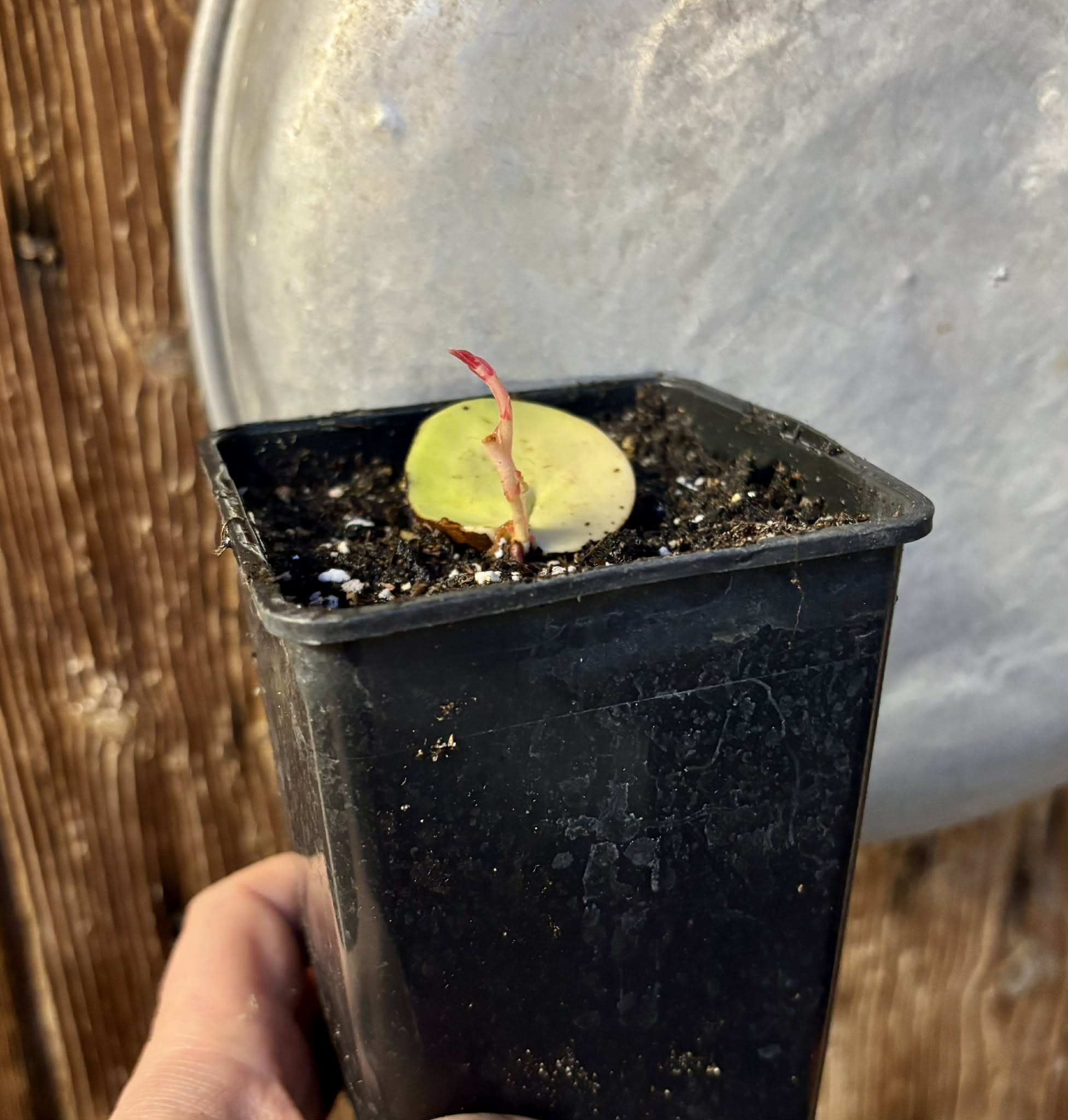 Plinia longiacuminata -  1 potted seedling / 1 getopfter Sämling