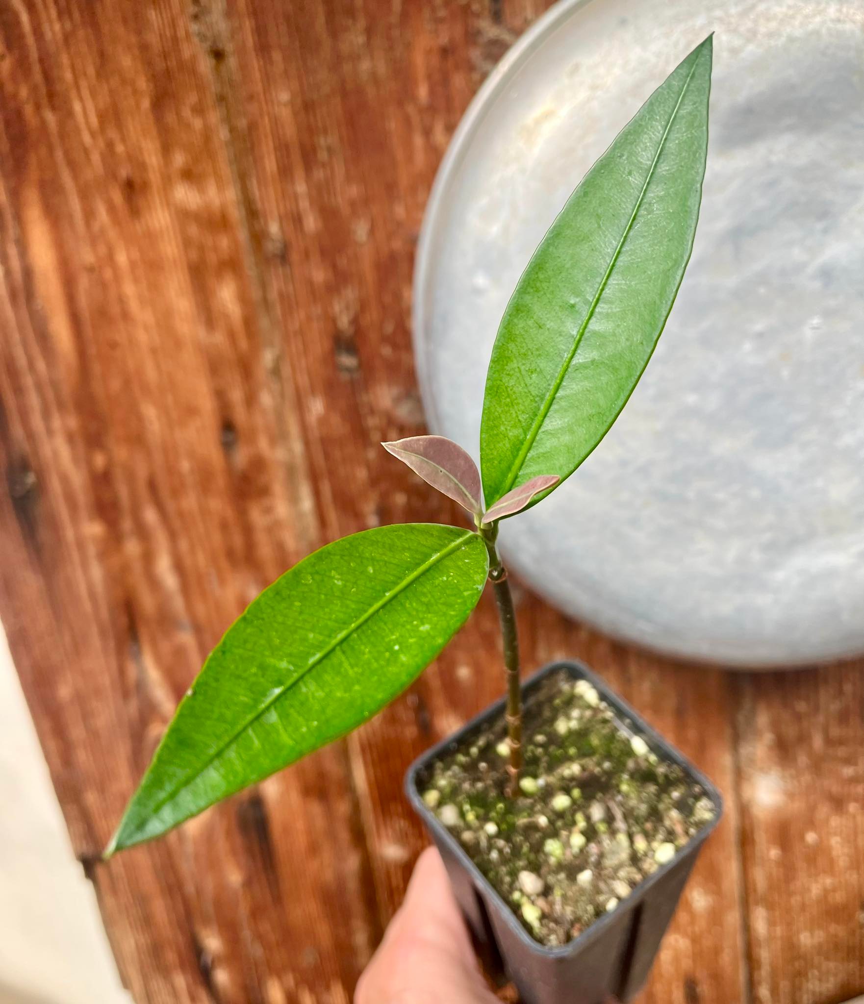 Garcinia macrophylla 1 seedling / 1 Sämling  
