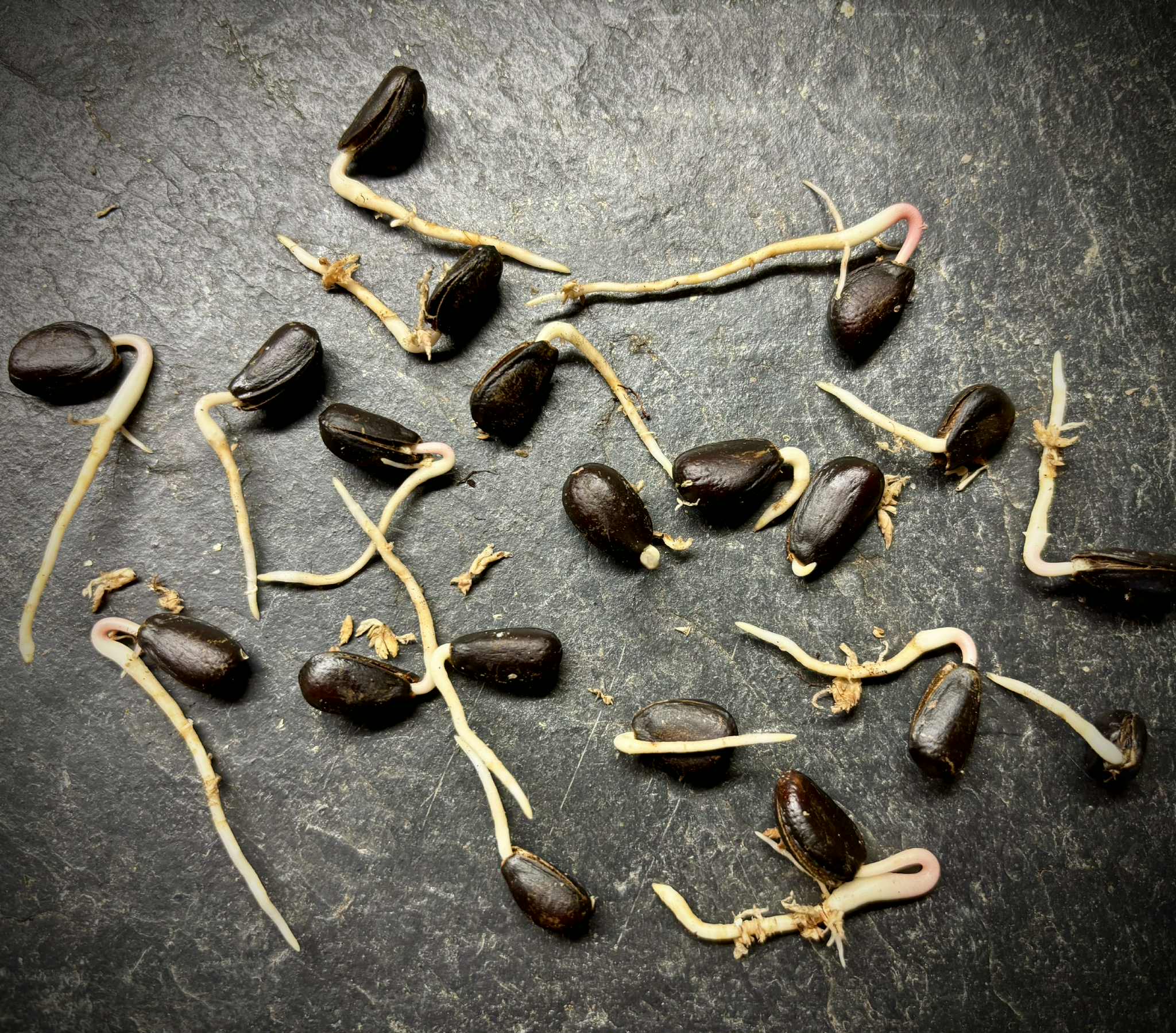 Cherimoya var. Fino de Jete (Annona cherimola) - 1 germinated seed / 1 gekeimter Samen