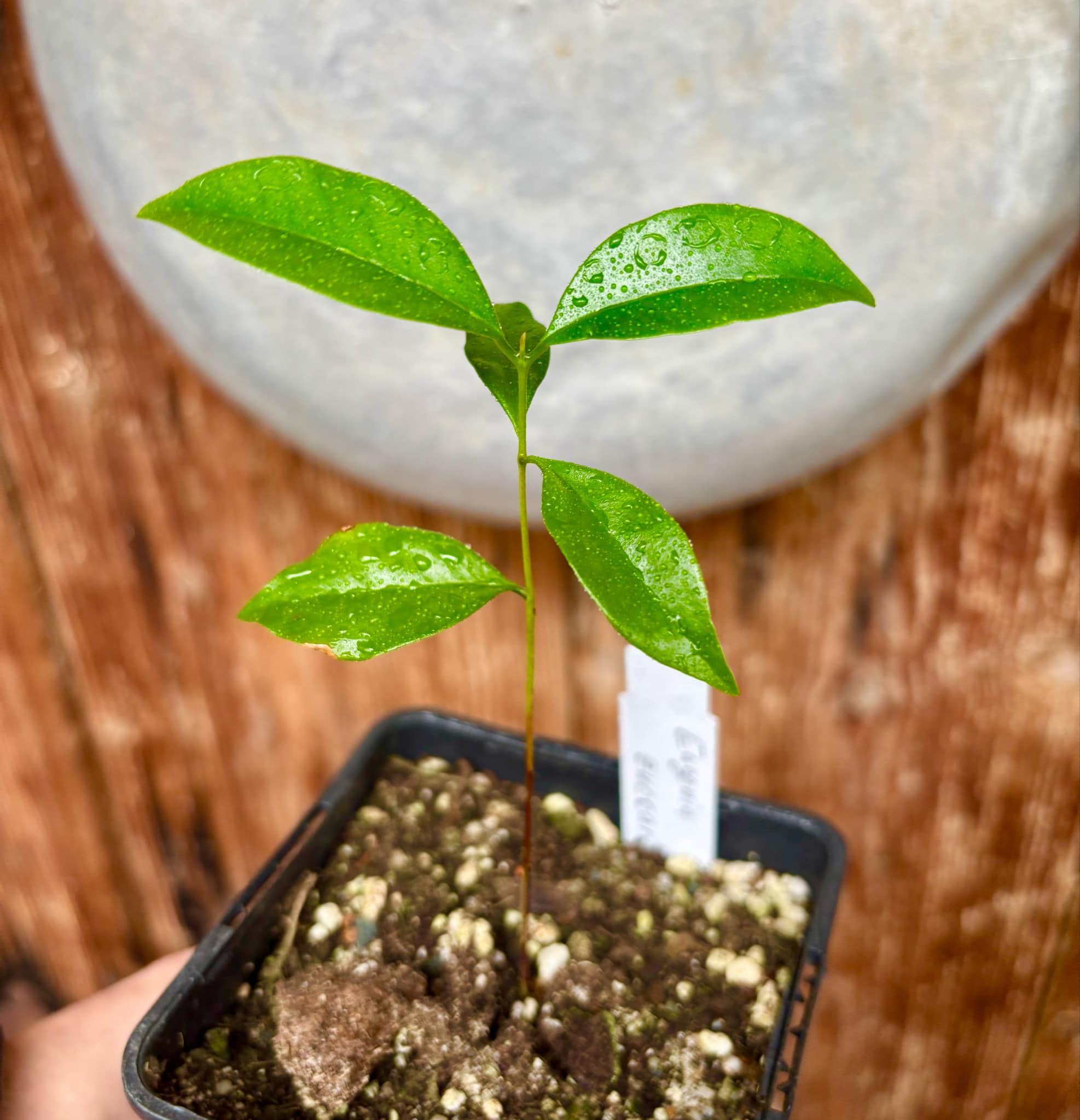 Eugenia zuccarini - 1 small potted seedling / 1 kleiner, getopfter Sämling