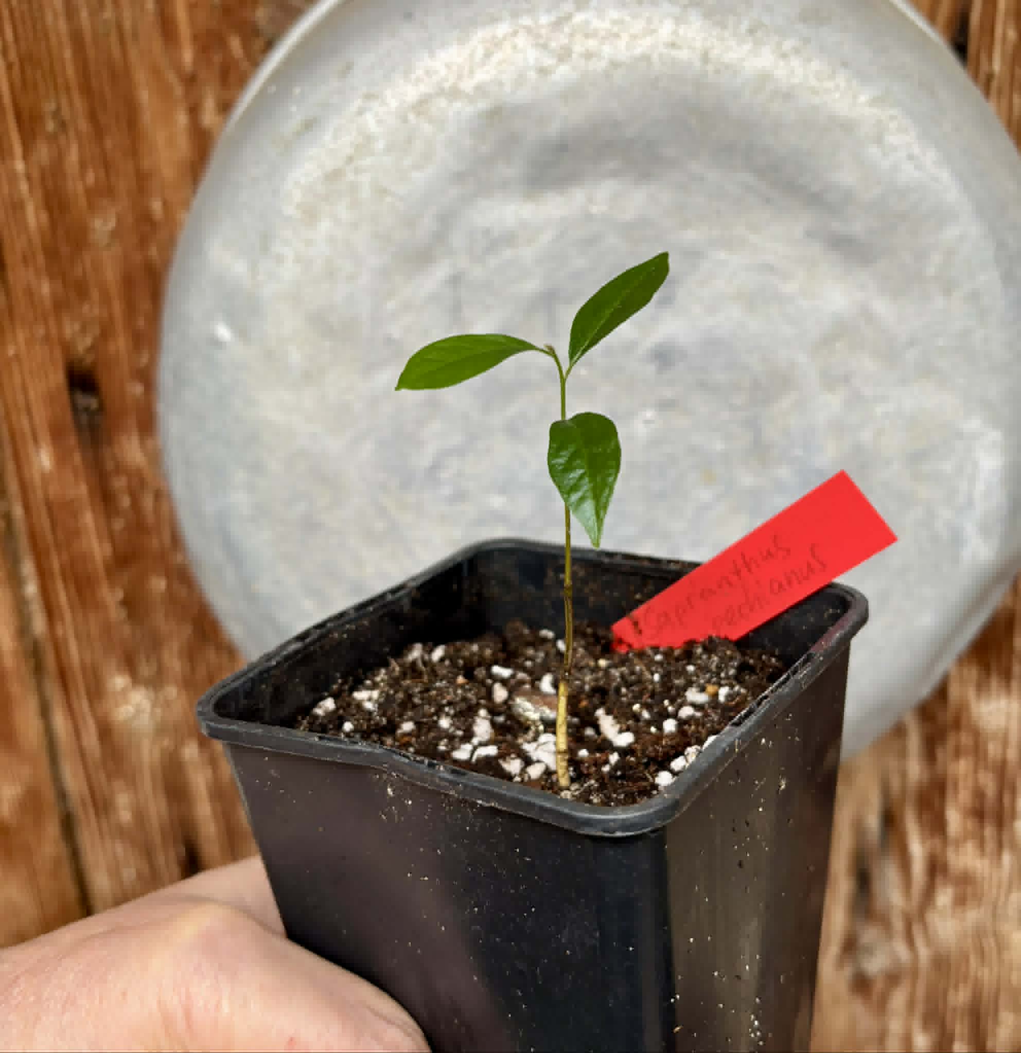 Sapranthus campechianus - 1 potted seedling / 1 getopfter Sämling