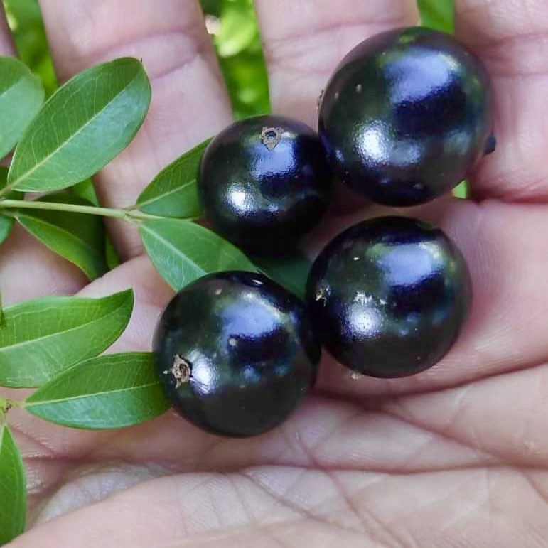 Jaboticaba - Plinia sp Canelinha Polpa branca - 1 small potted seedling / 1 kleiner, getopfter Sämling