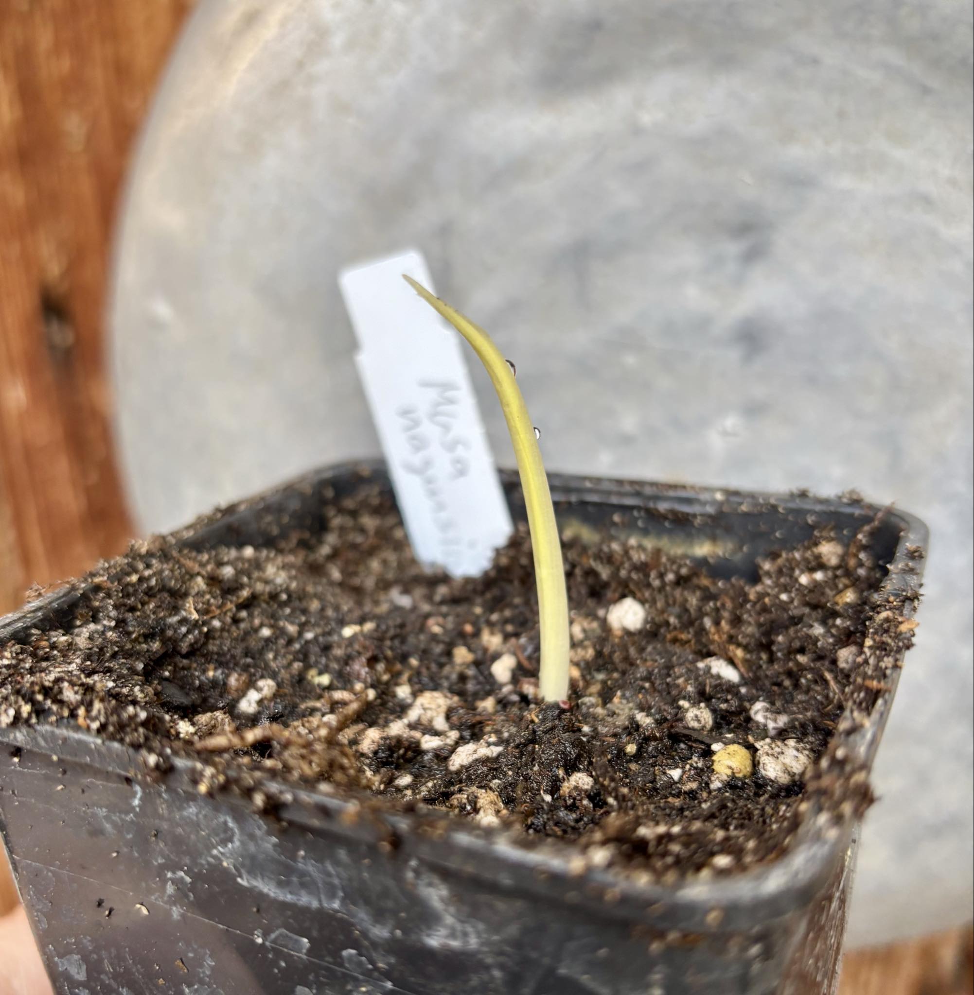 Musa nagensium - 1 small potted seedling / 1 kleiner, getopfter Sämling