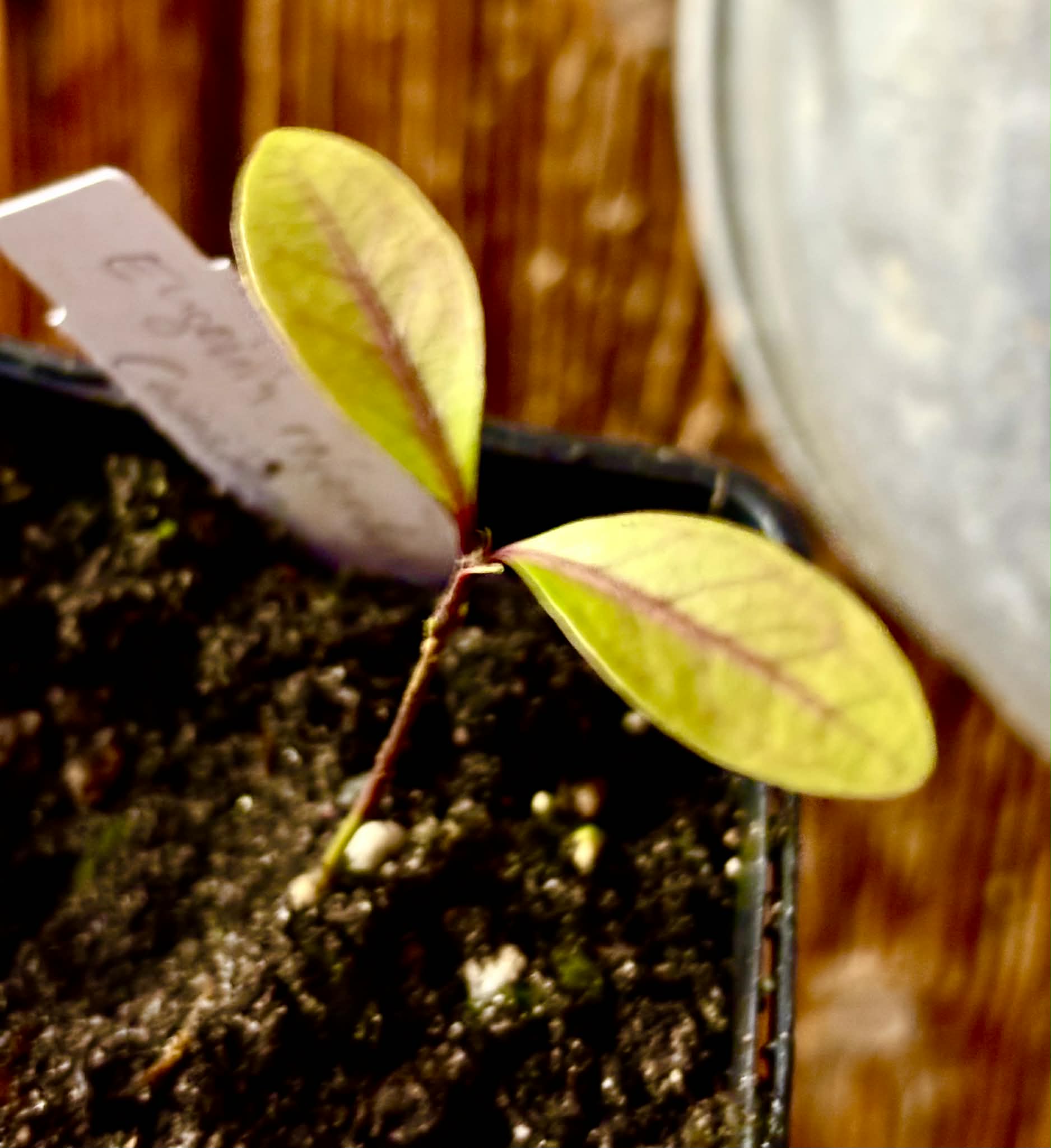 Eugenia rotundifolia var. Camamu - 1 potted seedling / 1 getopfter Sämling
