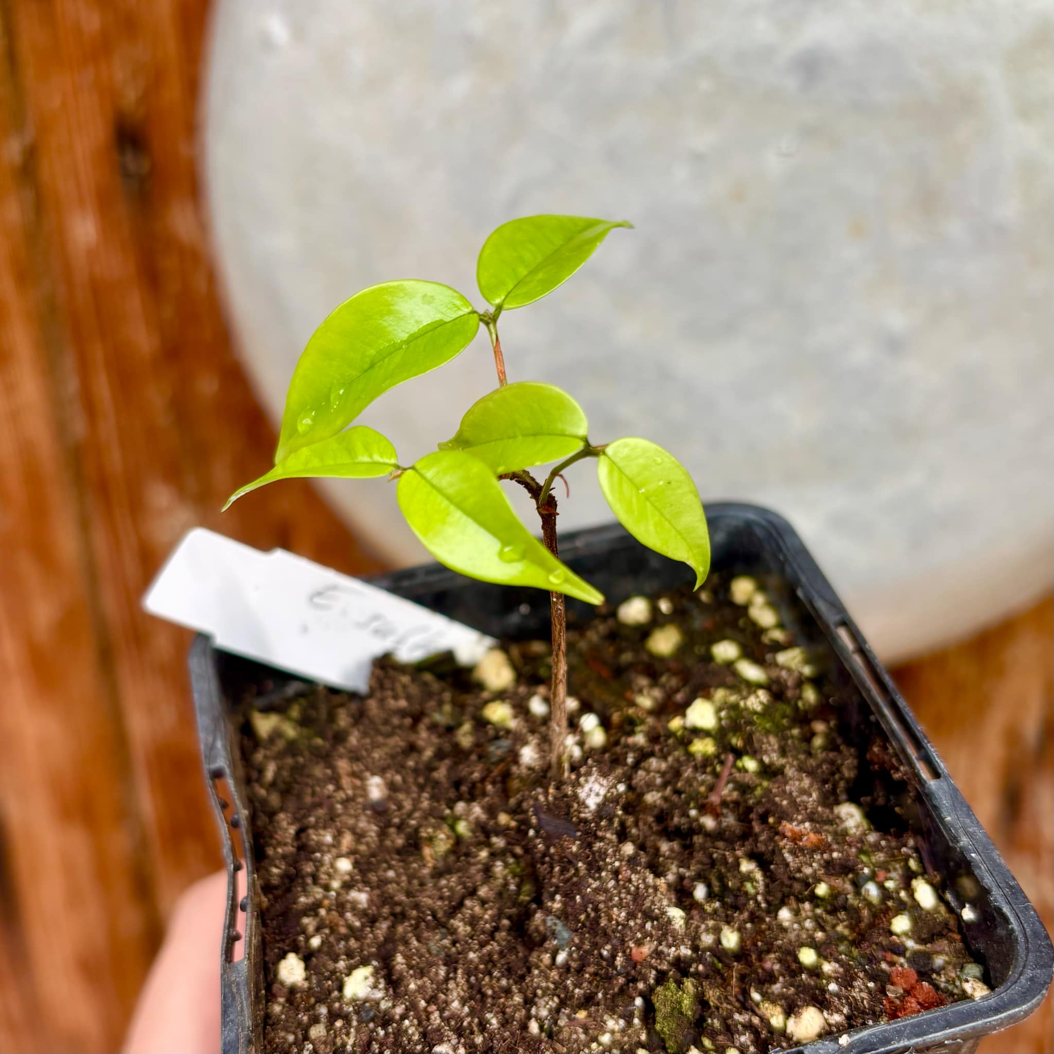 Eugenia subterminalis - 1 small potted seedling / 1 kleiner, getopfter Sämling