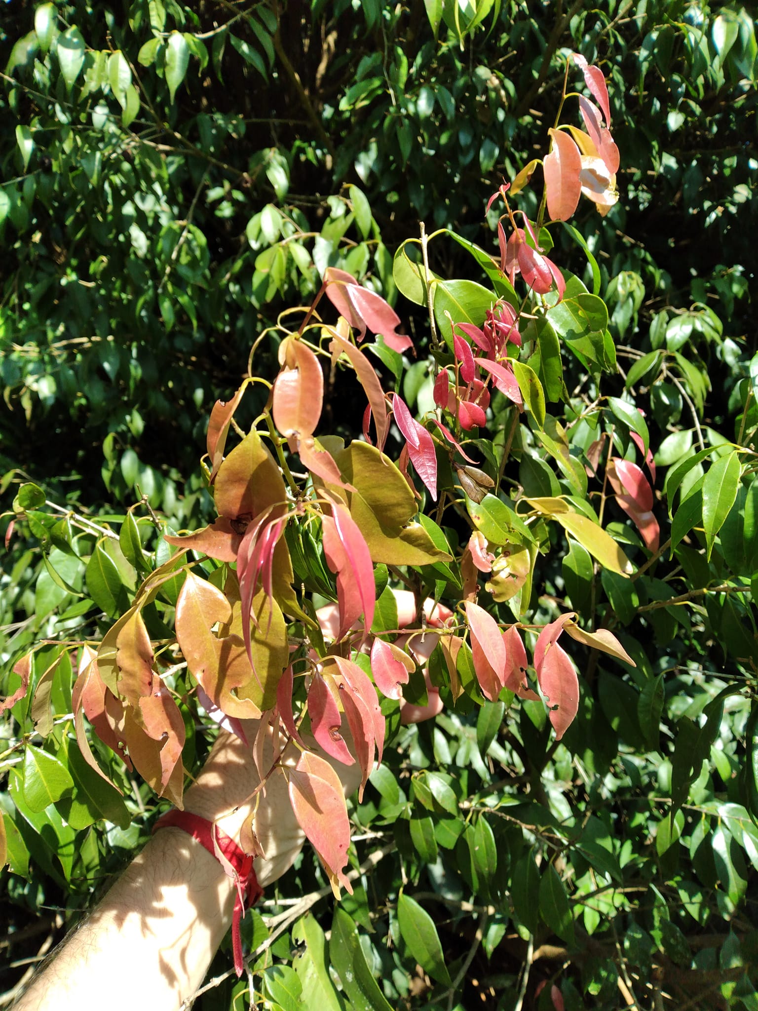 over 2 years old - Plinia rivularis - 1 potted plant / 1 getopfte Pflanze
