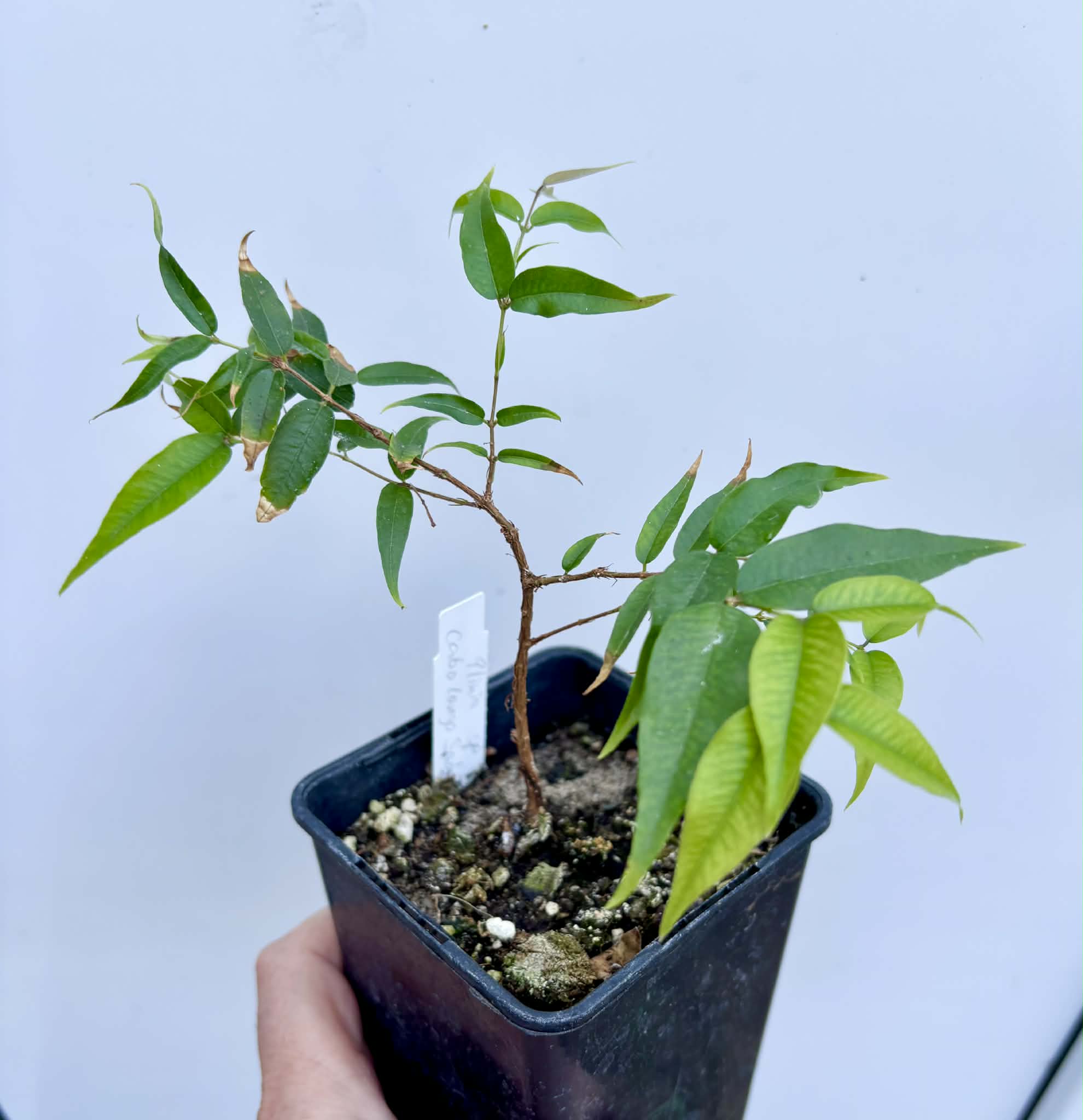 Plinia sp Cabo longo Sao Joao -  1 fresh potted seedling / 1 frisch getopfter Sämling