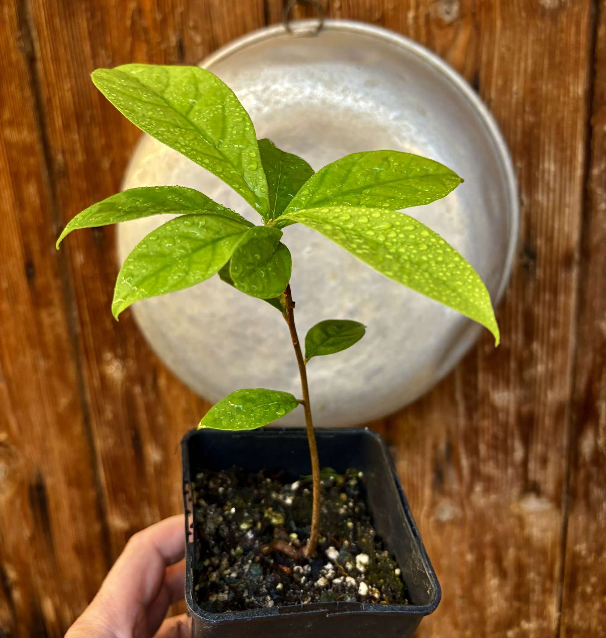 Marmixa (Pradosia lactescens) - 1 potted plant / 1 getopfte Pflanze