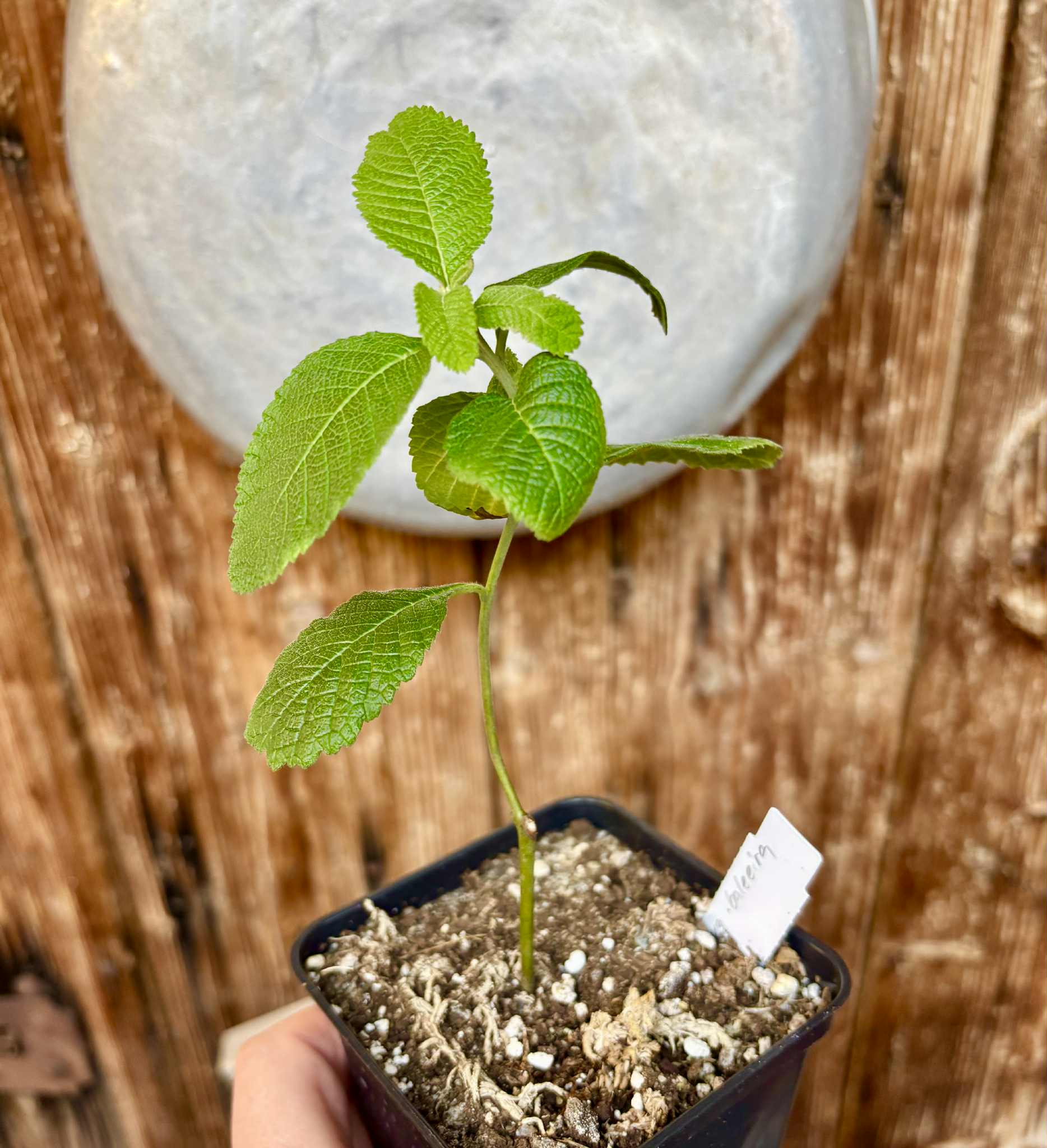 rooted cutting - Erva baleeira  (Cordia verbenacia) - 1 potted plant / 1 getopfte Pflanze