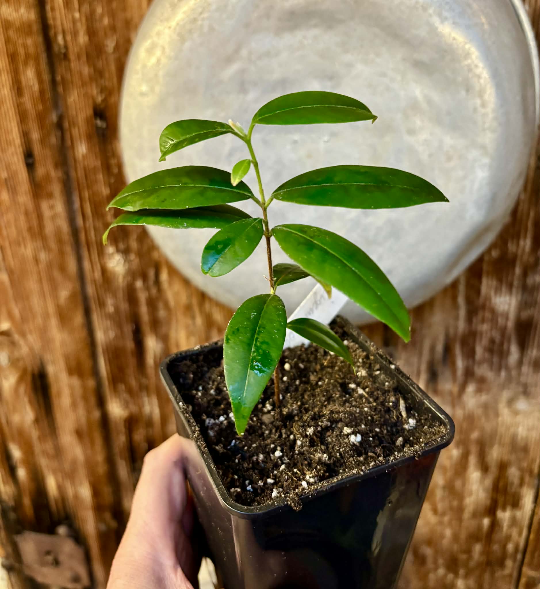 Eugenia oblongata - 1 potted plant / 1 getopfte Pflanze