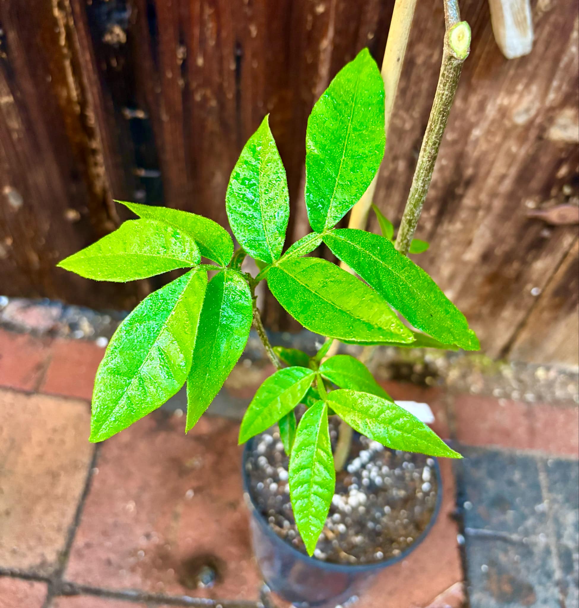 Litchi chinensis - var. Fei Zi Xiao (Litchi chinensis) - 1 potted plant / 1 getopfte Pflanze