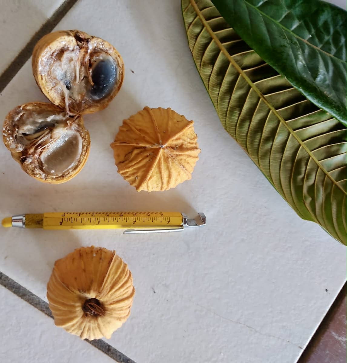 Pre Order - Ecclinusa ramiflora -  1 fresh seed / 1 frischer Samen