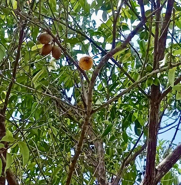 Eugenia sp amarela de Rondonia - 1 fresh seed / 1 frischer Samen