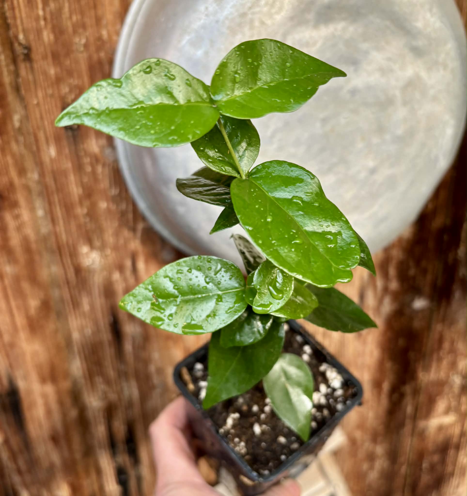 Eugenia uniflora var. black - cultivated variety / 1 potted plant / 1 getopfte Pflanze