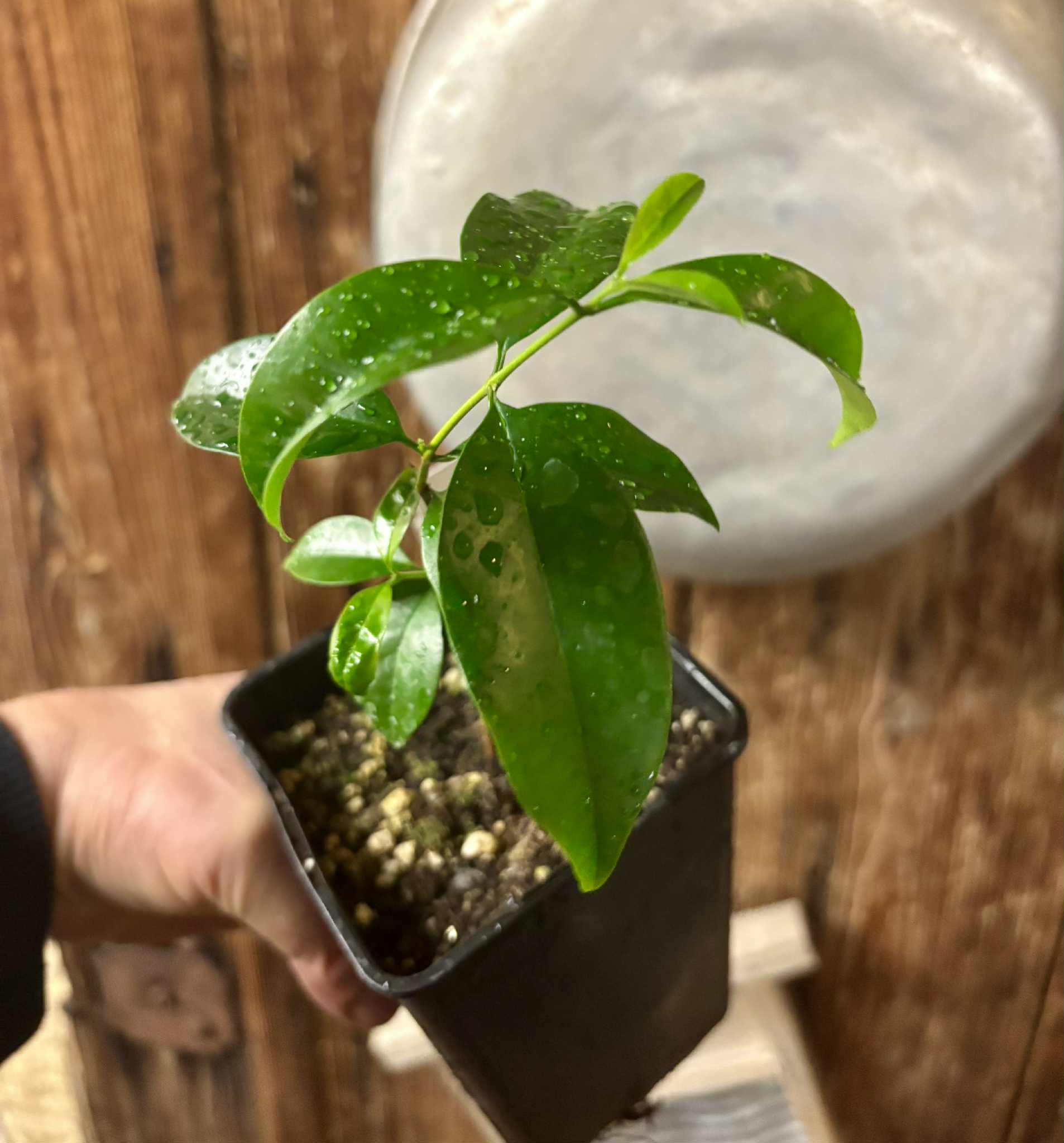 Eugenia zuccarini - 1 potted seedling / 1 getopfter Sämling