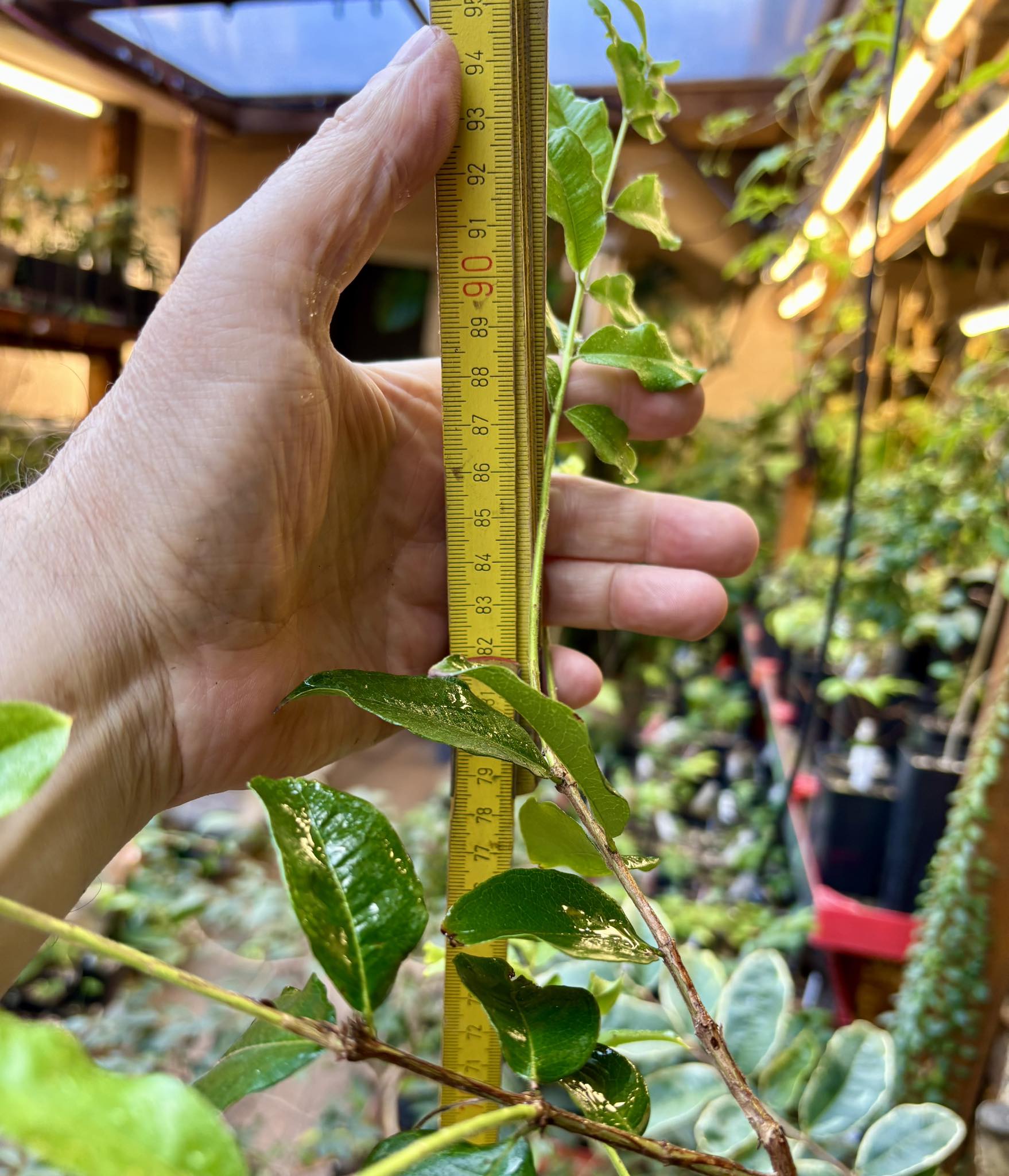 ready for fruits - Jaboticaba Escarlate / Scarlet  (Plinia aureana x Red Hybrid) - 1 potted plant / 1 getopfte Pflanze