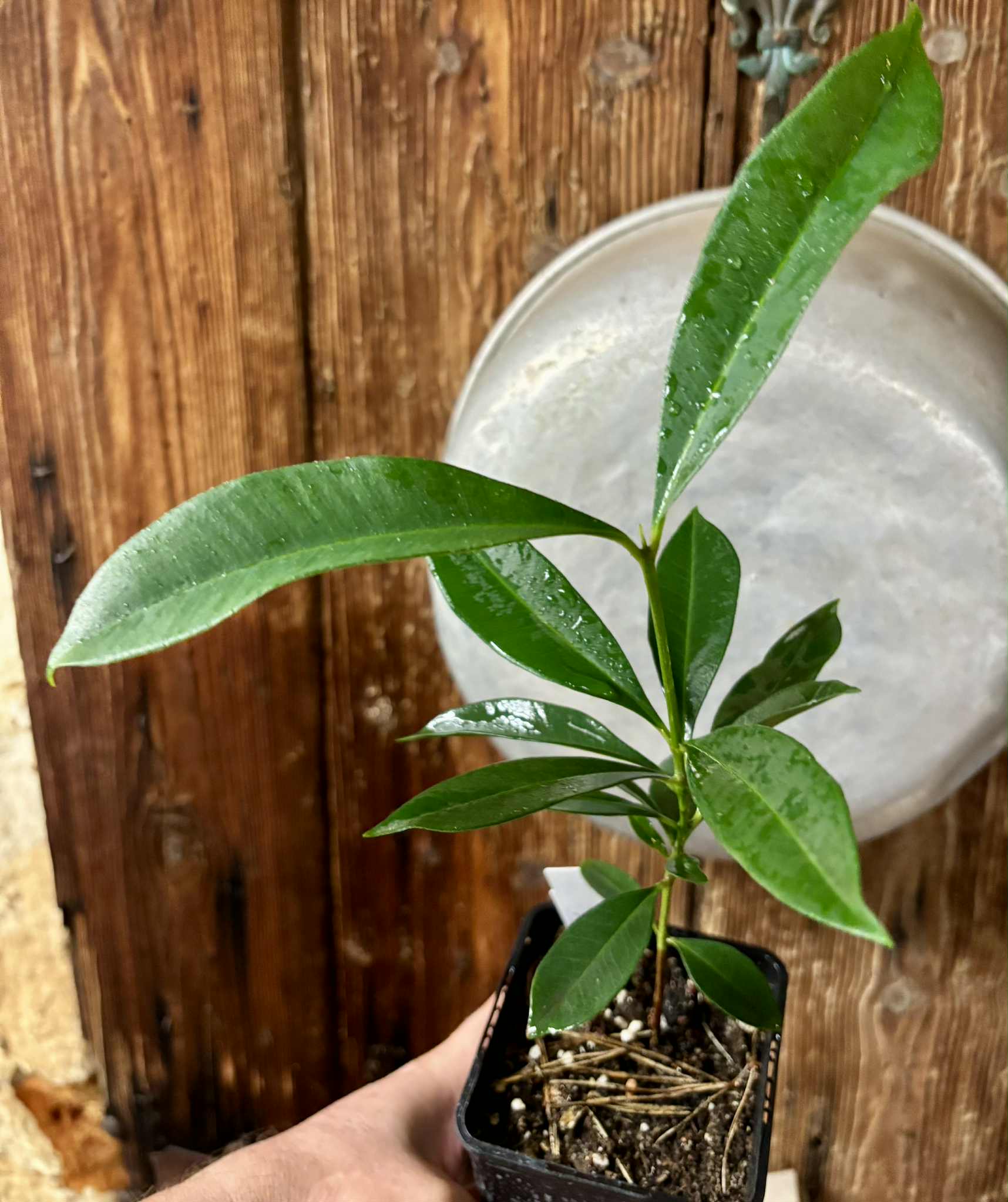 Syzygium cumini - 1 potted plant / 1 getopfte Pflanze