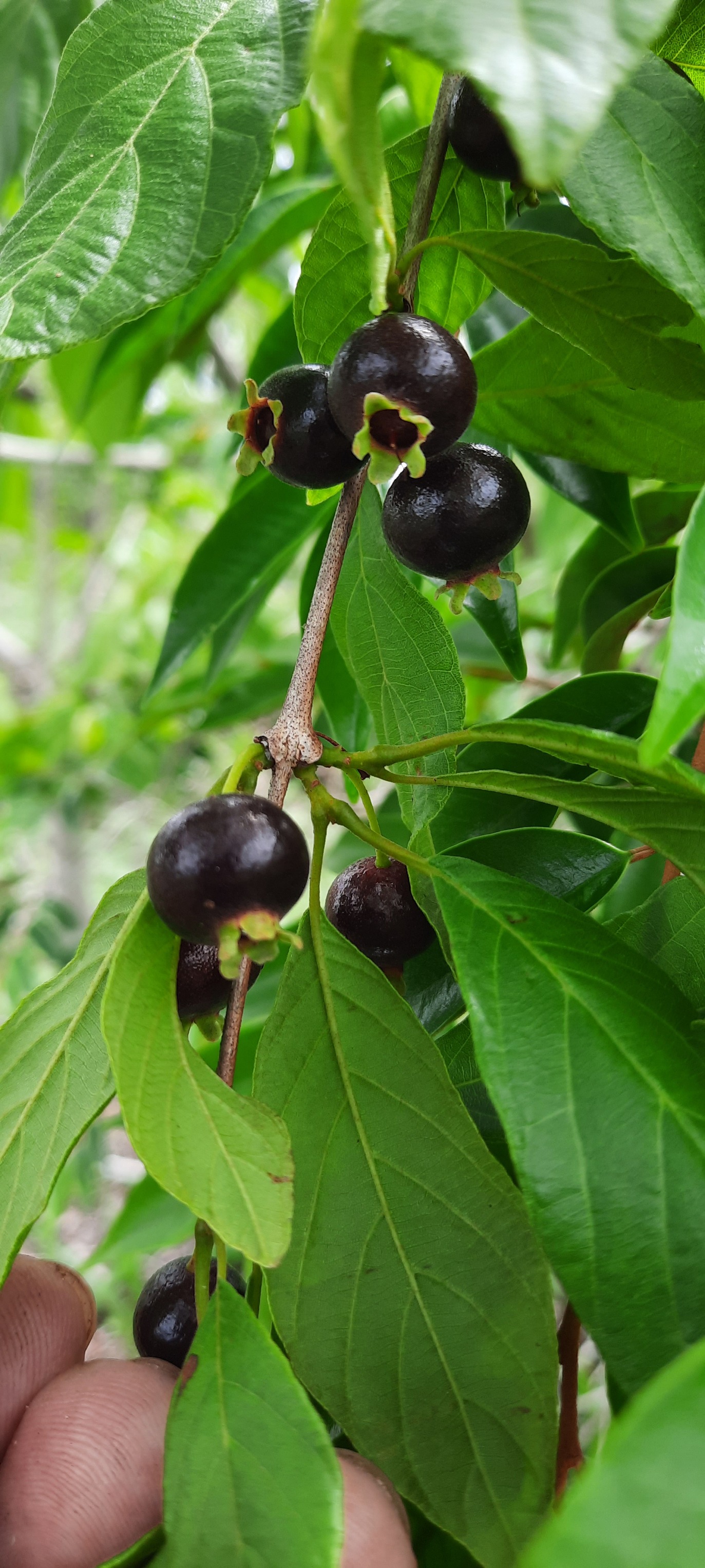 pre Order - Campomanesia aromatica var. Black - 1 fresh seed / 1 frischer Samen