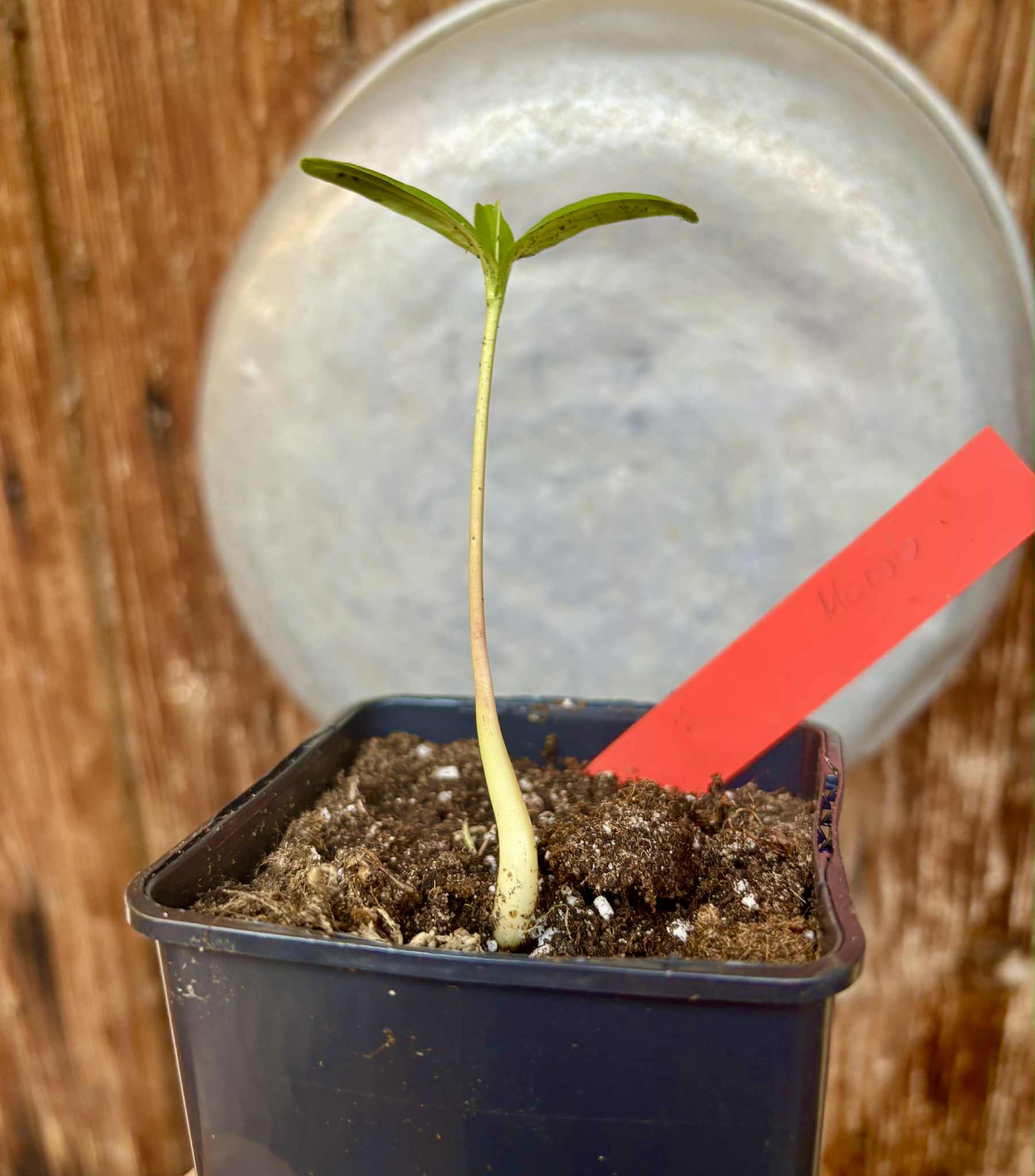 Marolo (Annona crassiflora) - 1 potted seedling / 1 getopfter Sämling