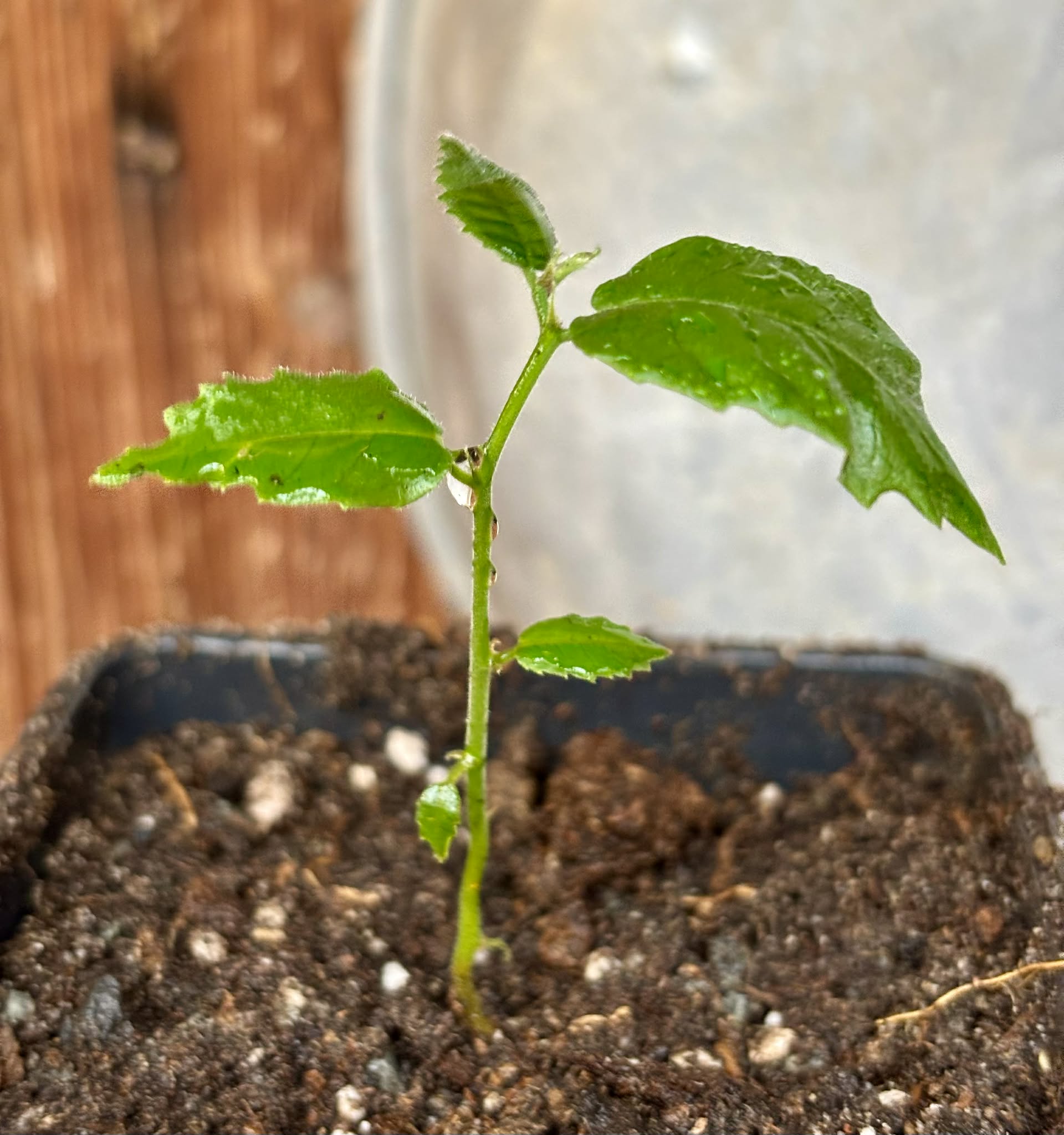 Artocarpus dadah - 1 potted seedling / 1 getopfter Sämling