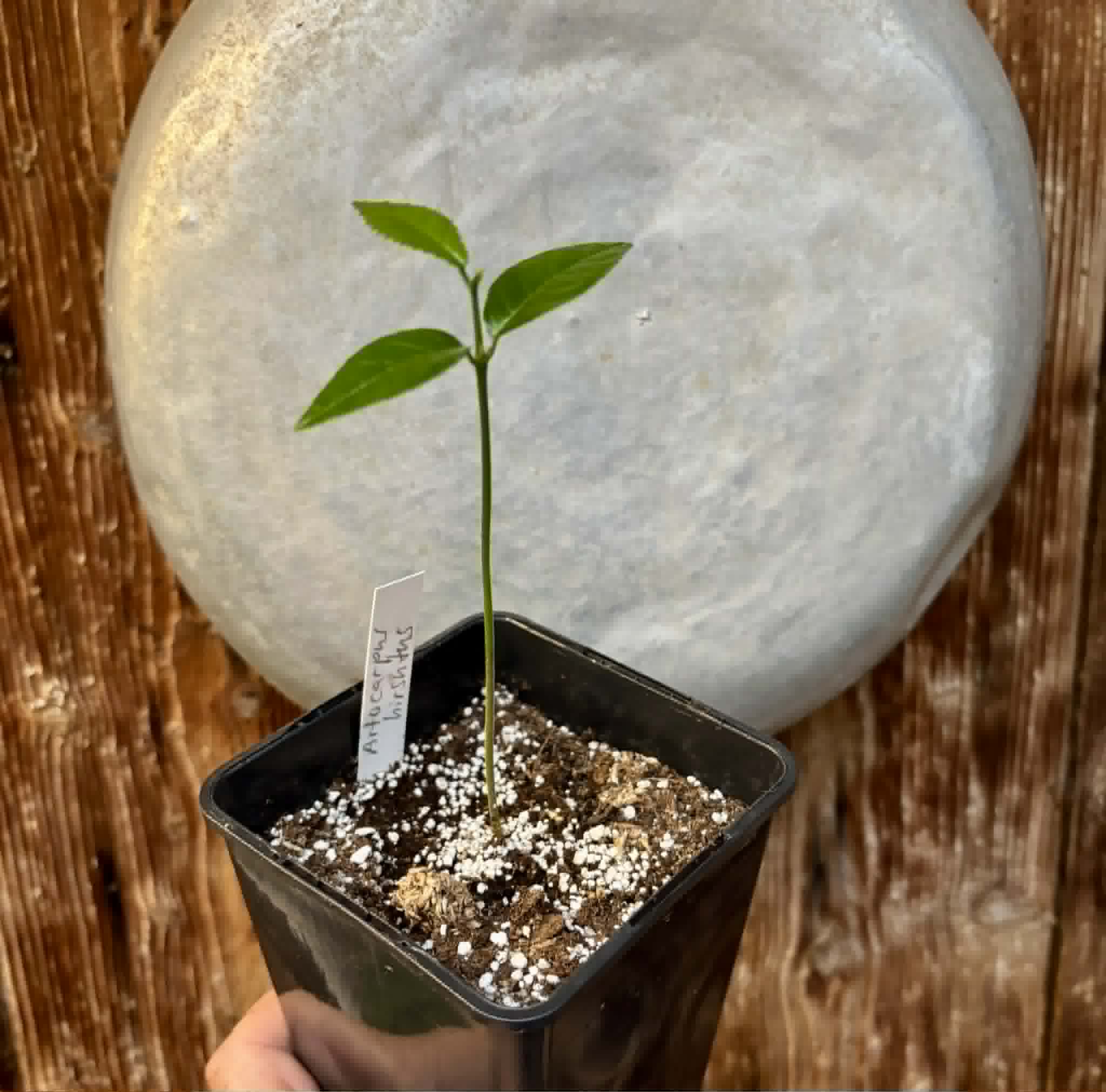 Artocarpus hirsutus  -  1 potted seedling / 1 getopfter Sämling