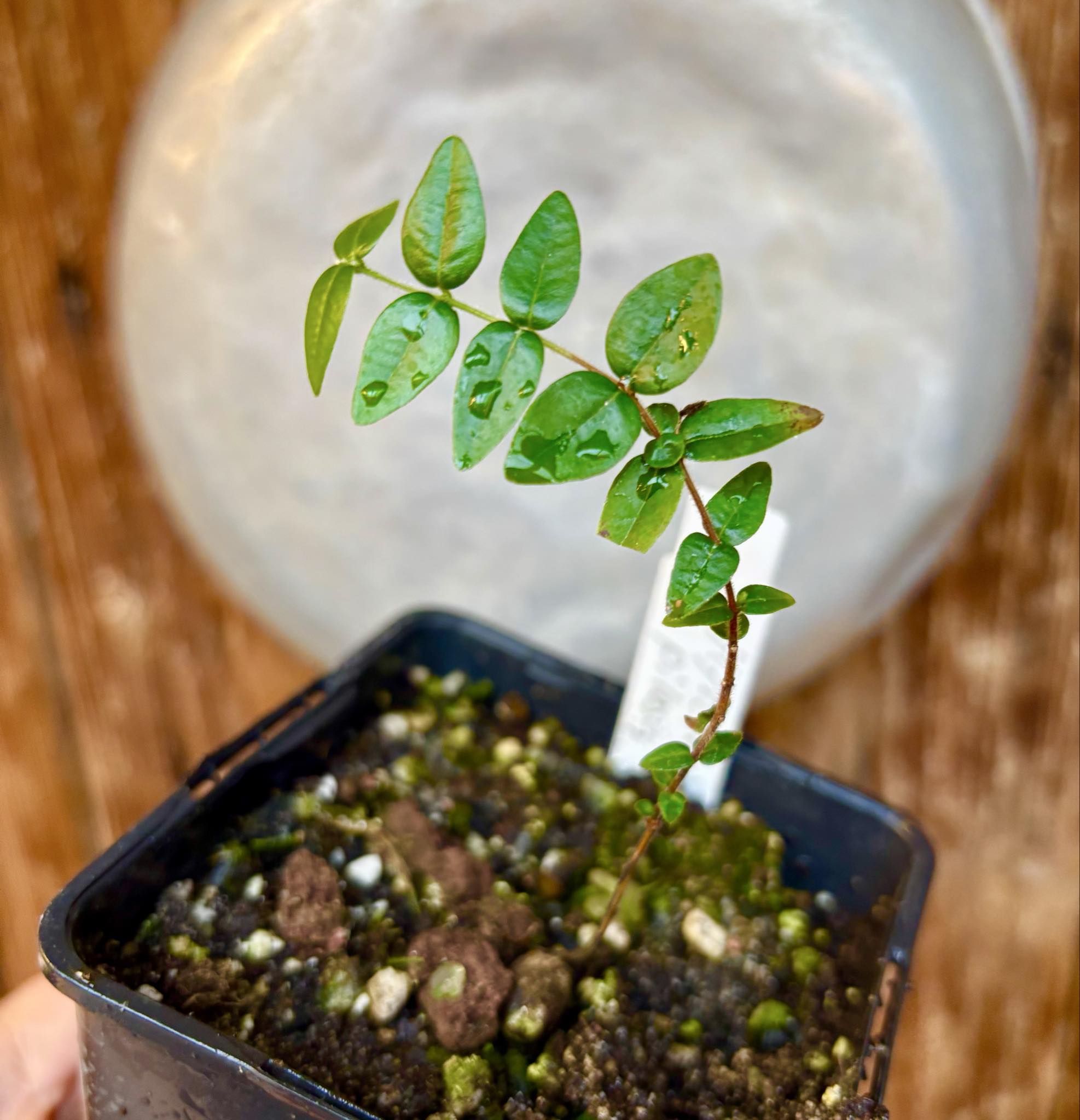Myrciaria pilosa -  1 potted seedling  / 1 getopfter Sämling