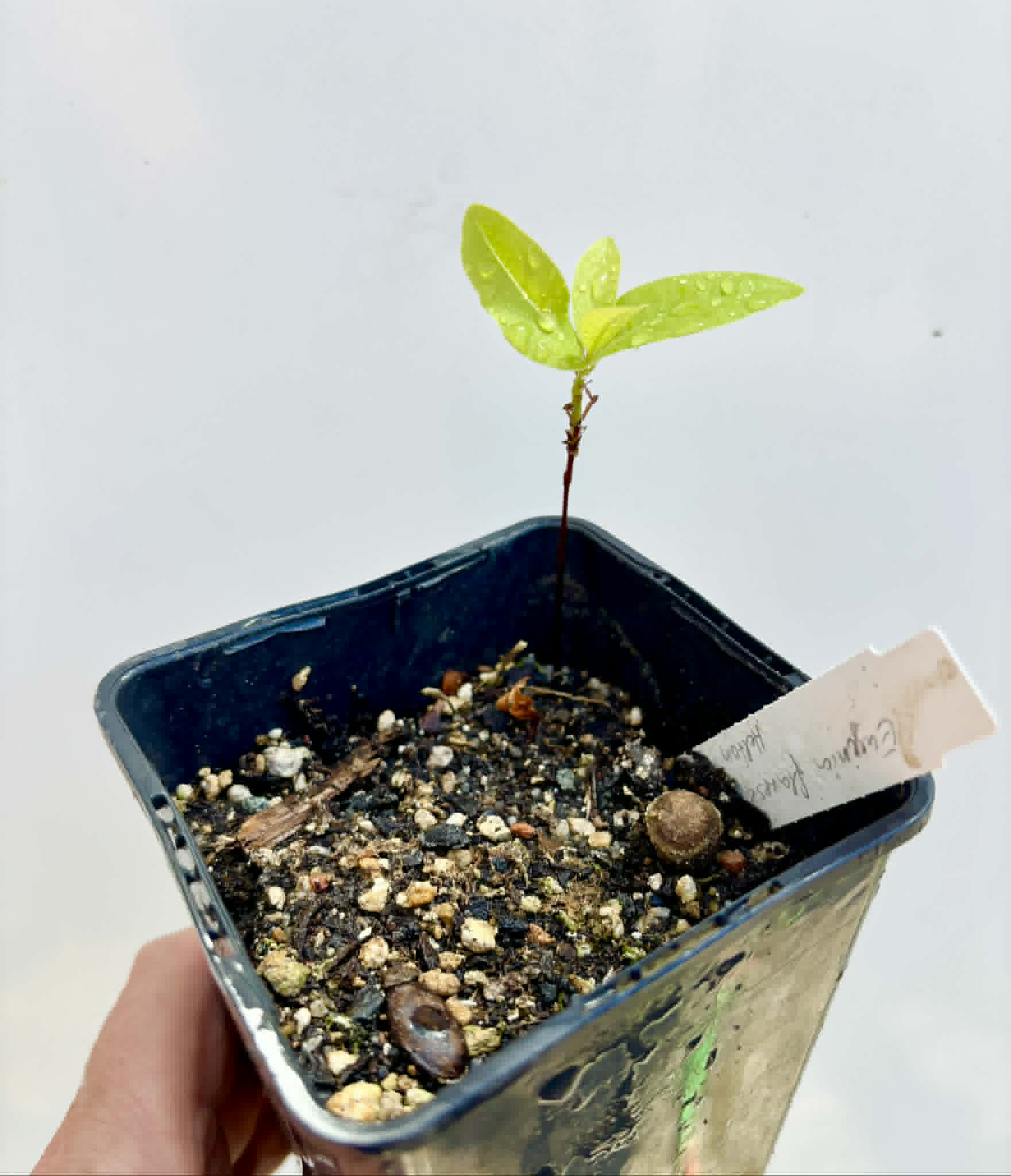 Cagaita-anã (Eugenia flavescens) - 1 potted seedling / 1 getopfter Sämling