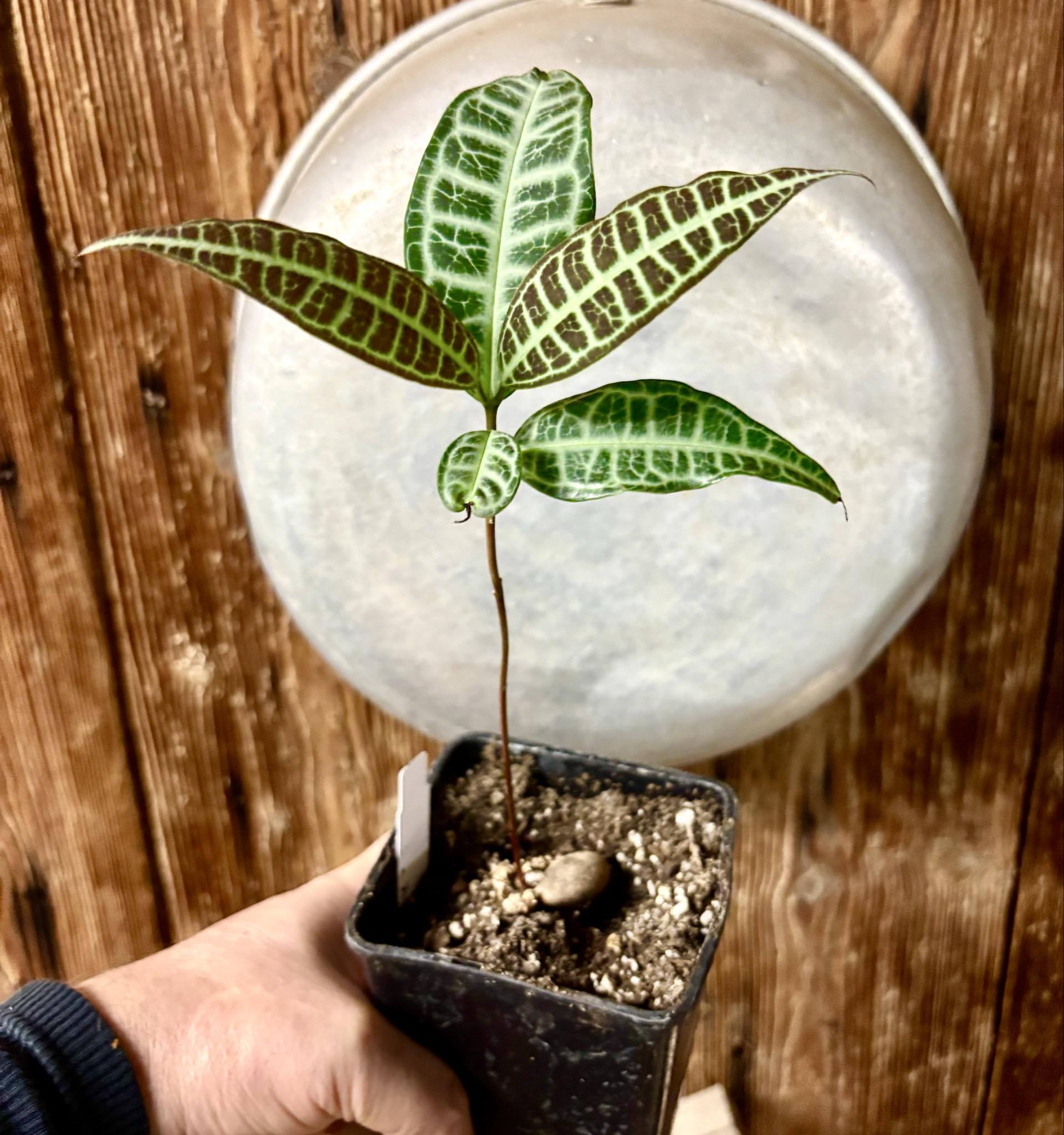 Eugenia sp Labisia -  1 potted seedling / 1 getopfter Sämling