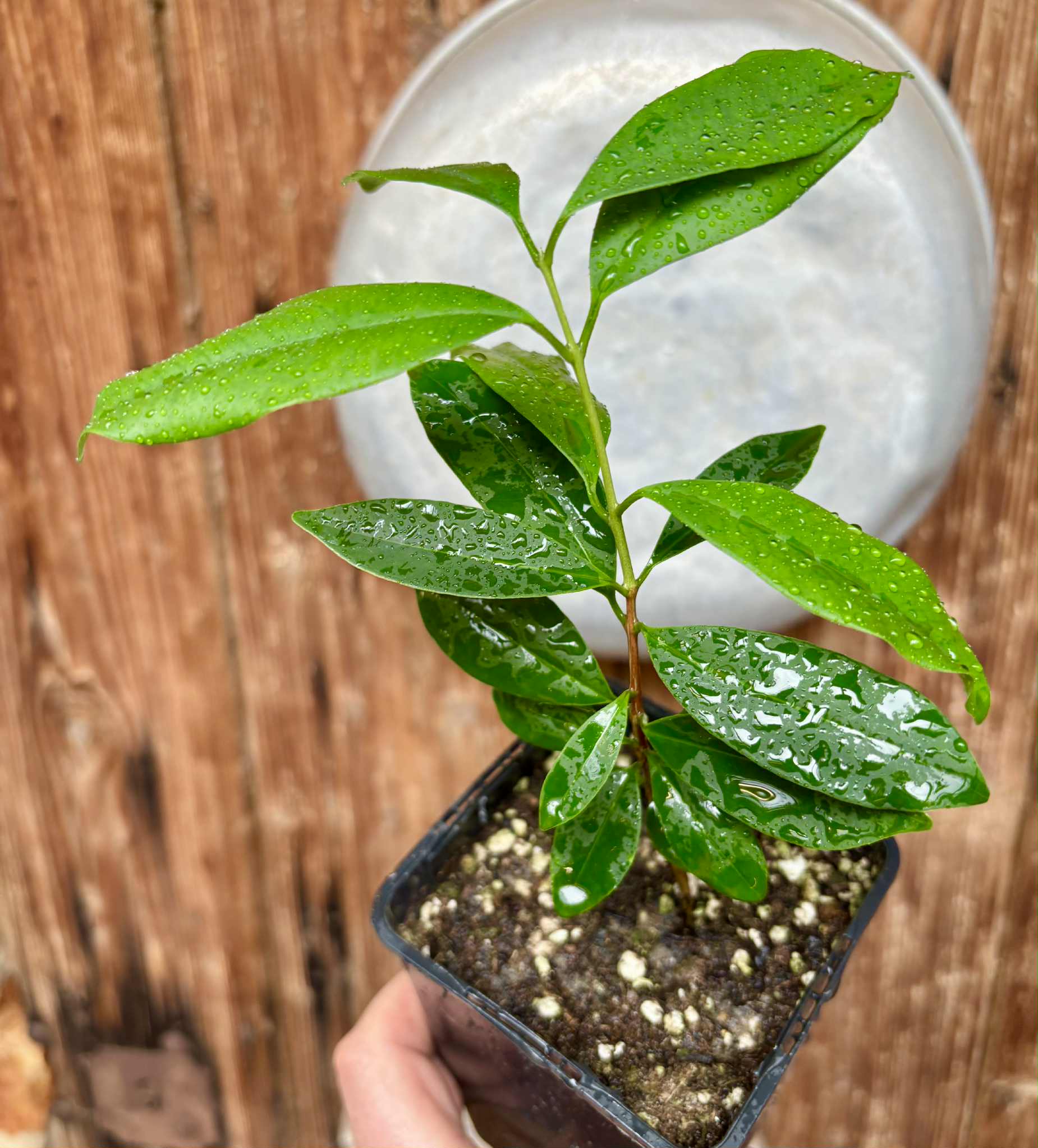 Eugenia cerasiflora - 1 potted plant - 1 getopfte Pflanze