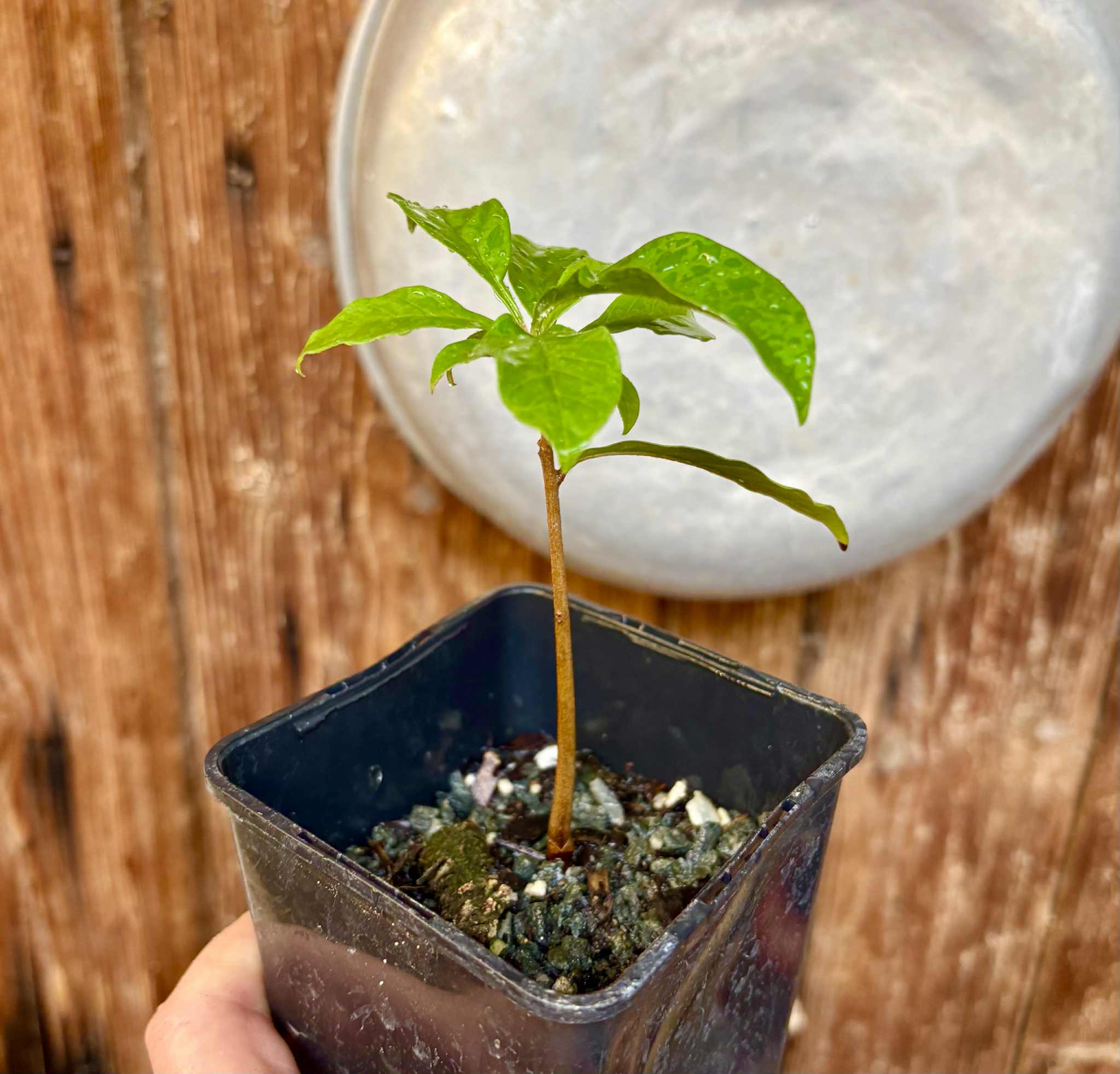 Marmixa (Pradosia lactescens) - 1 potted plant / 1 getopfte Pflanze