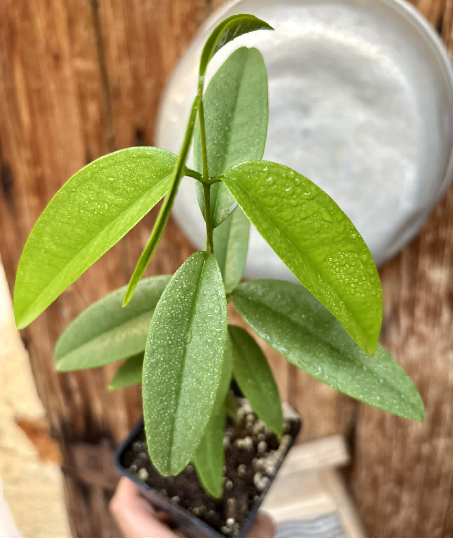 Eugenia bahiensis var. Sementes pintada  - 1 potted plant / 1 getopfte Pflanze