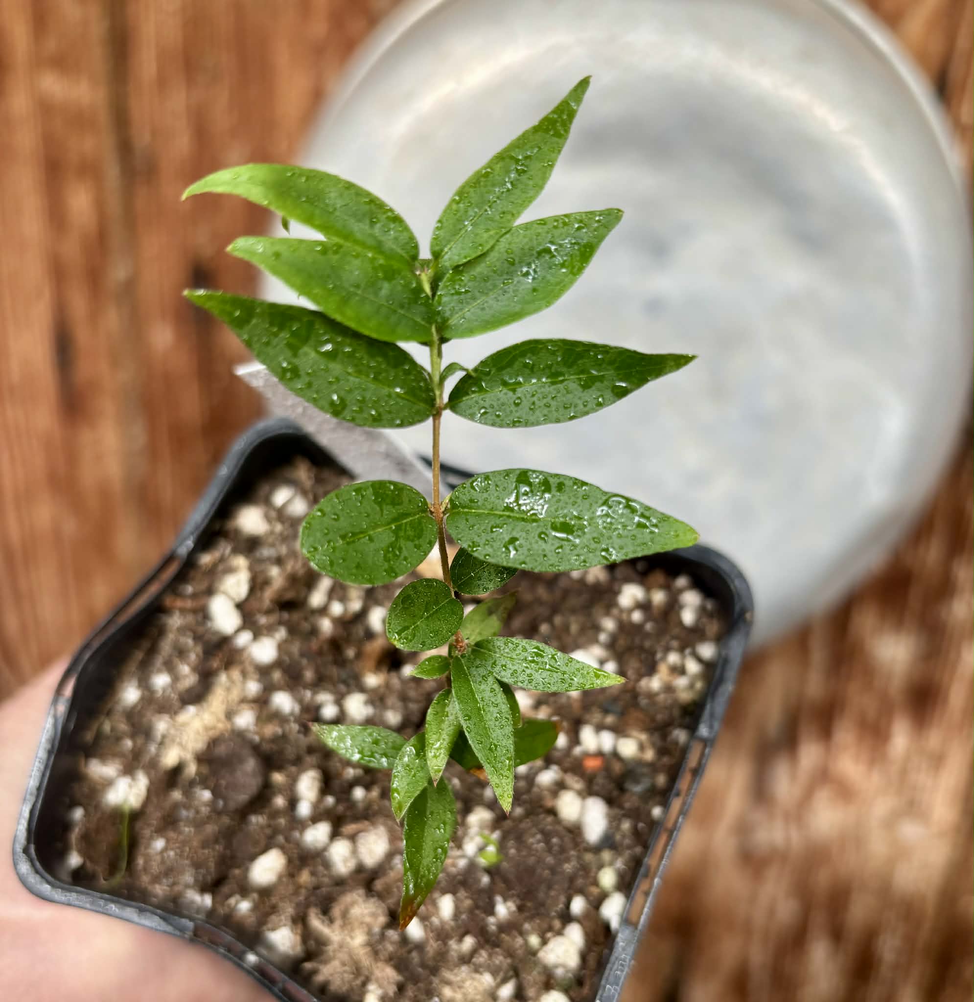 Jaboticaba - Plinia sp Pingo de Mel (Vilela A3) -  1 potted seedling / 1  getopfter Sämling