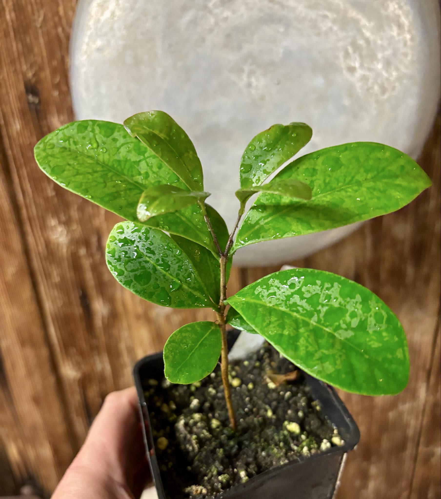 Myrcia sp Jequitinhonha - 1 potted seedling / 1 getopfter Sämling Myrcia sp Jequitinhonha - 1 potted seedling / 1 getopfter Sämling