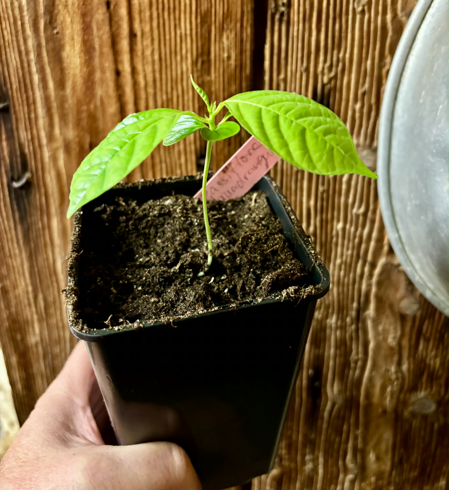Passiflora quadrangularis - 1 potted seedling / 1 getopfter Sämling